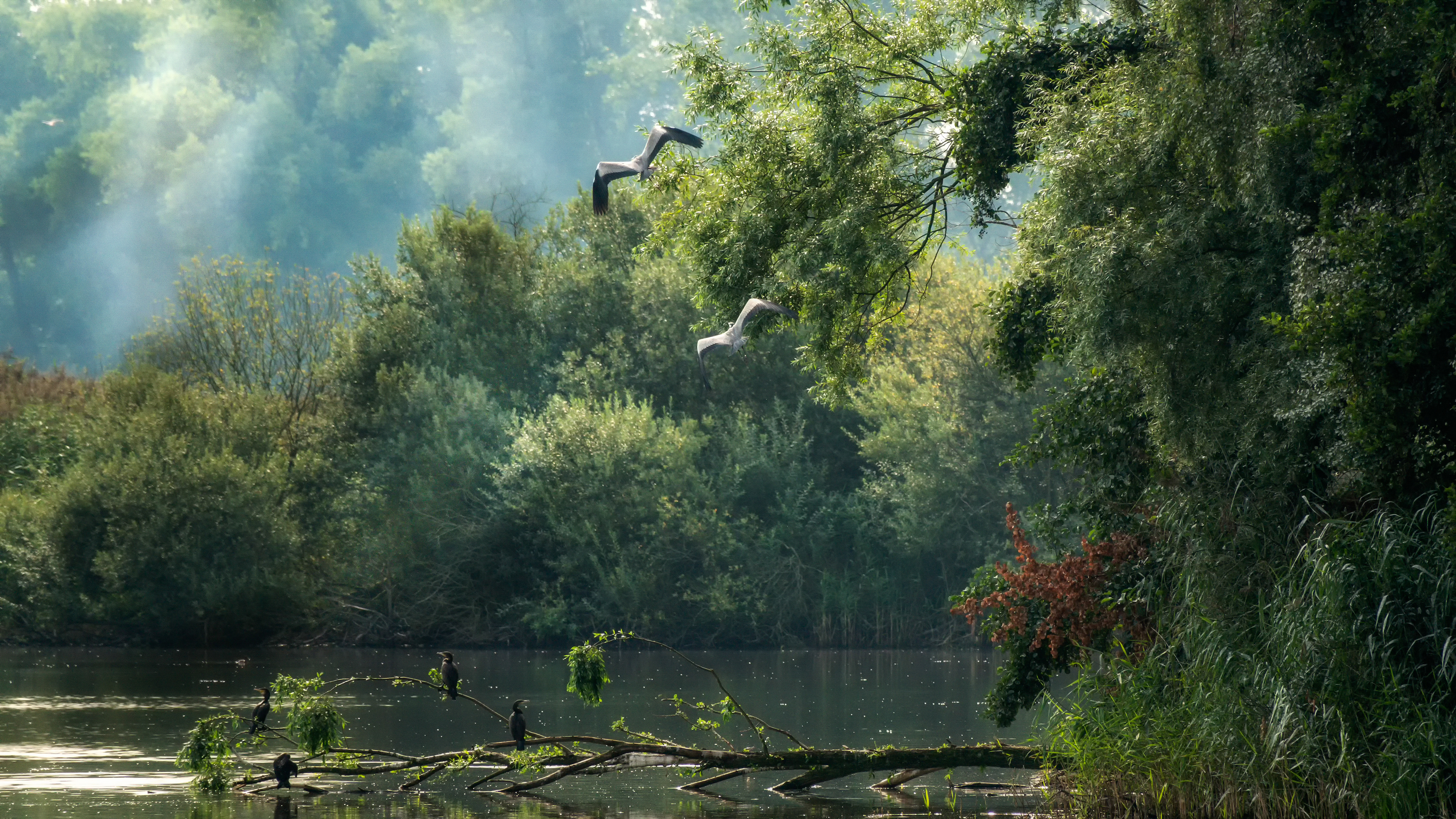 _R106498_1-1 Morgennebel