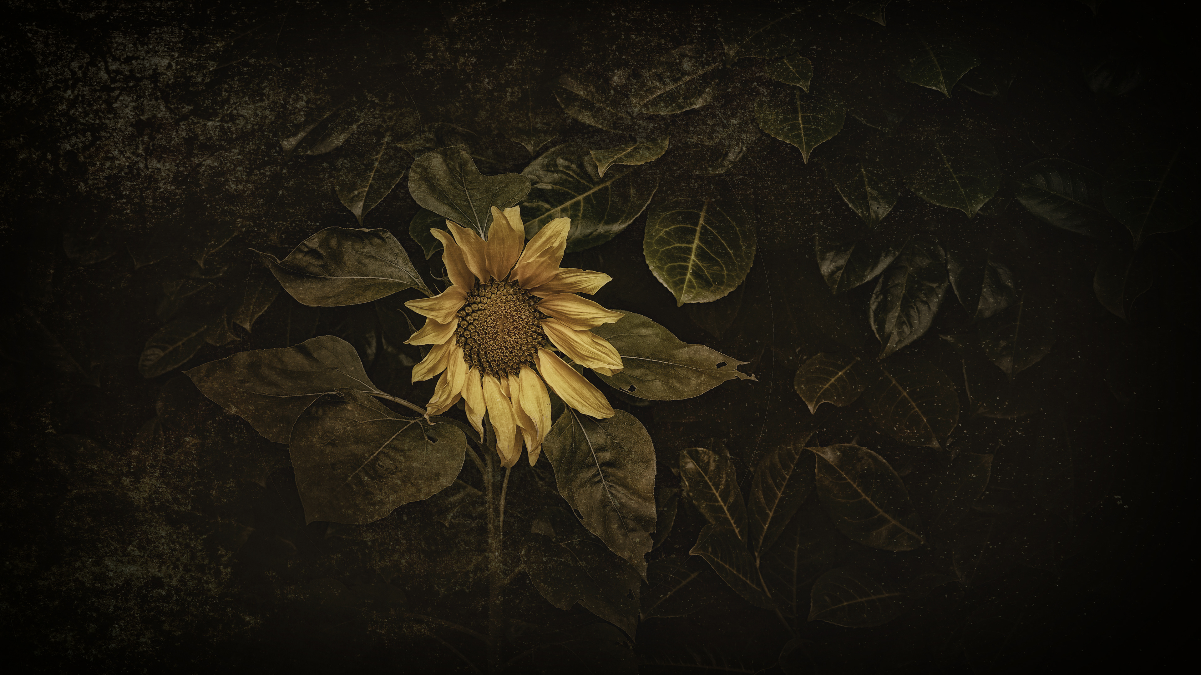 _R101859_1_b