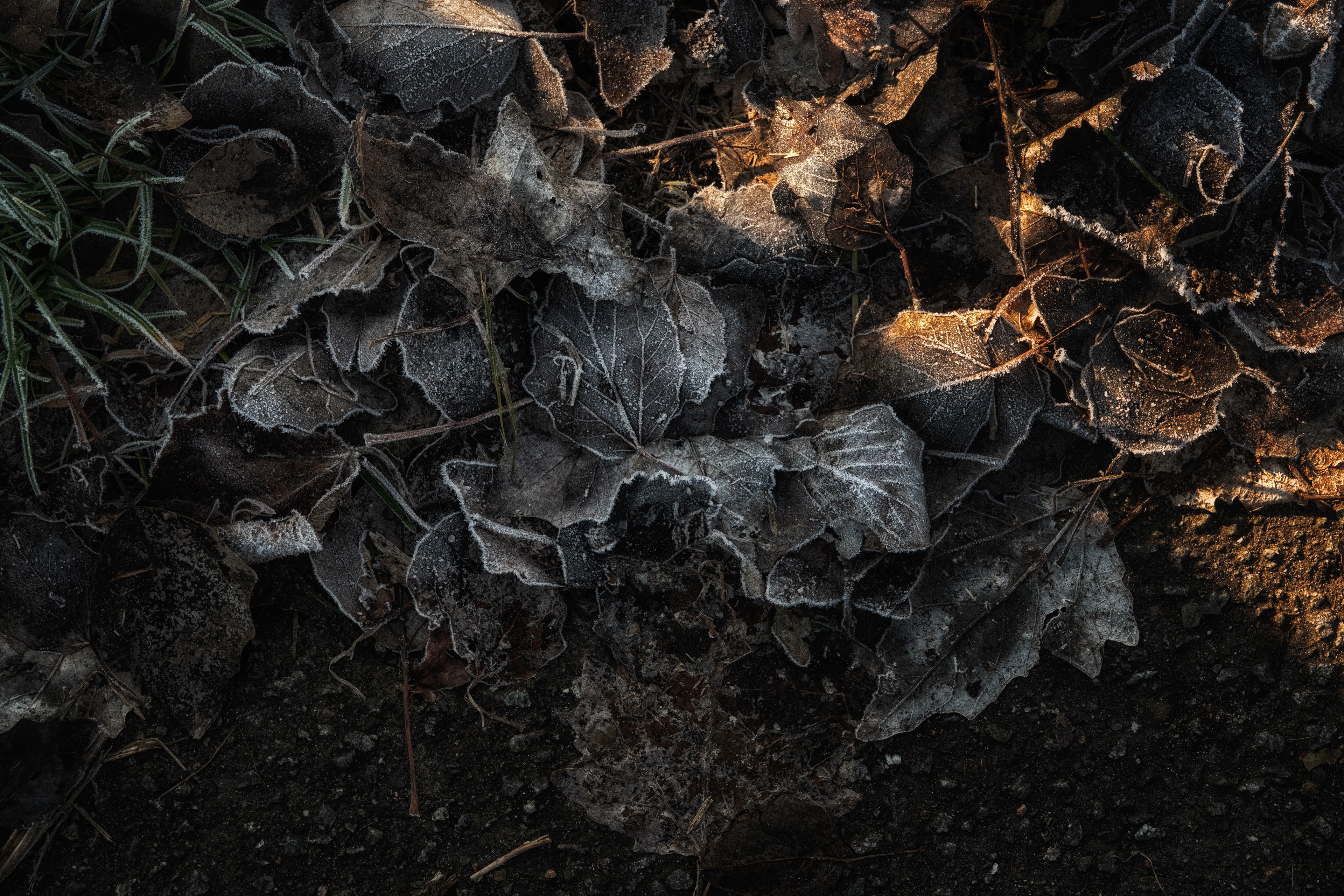 SON05341_b