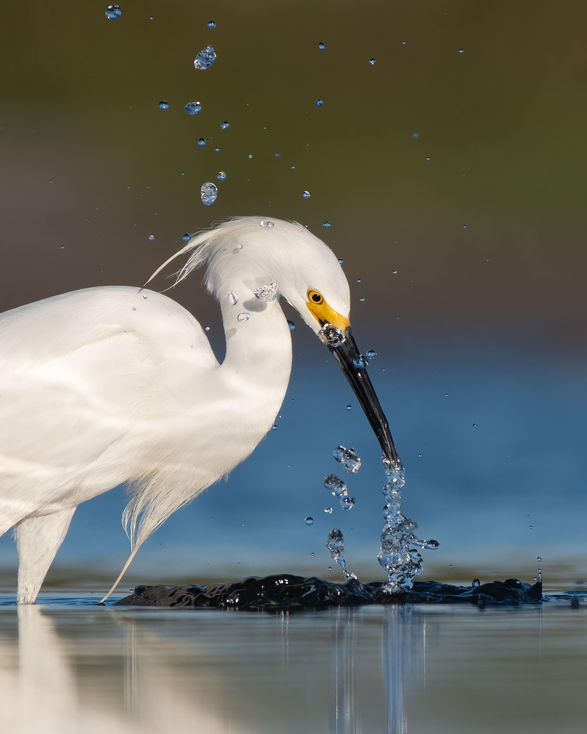 Snowy Egret