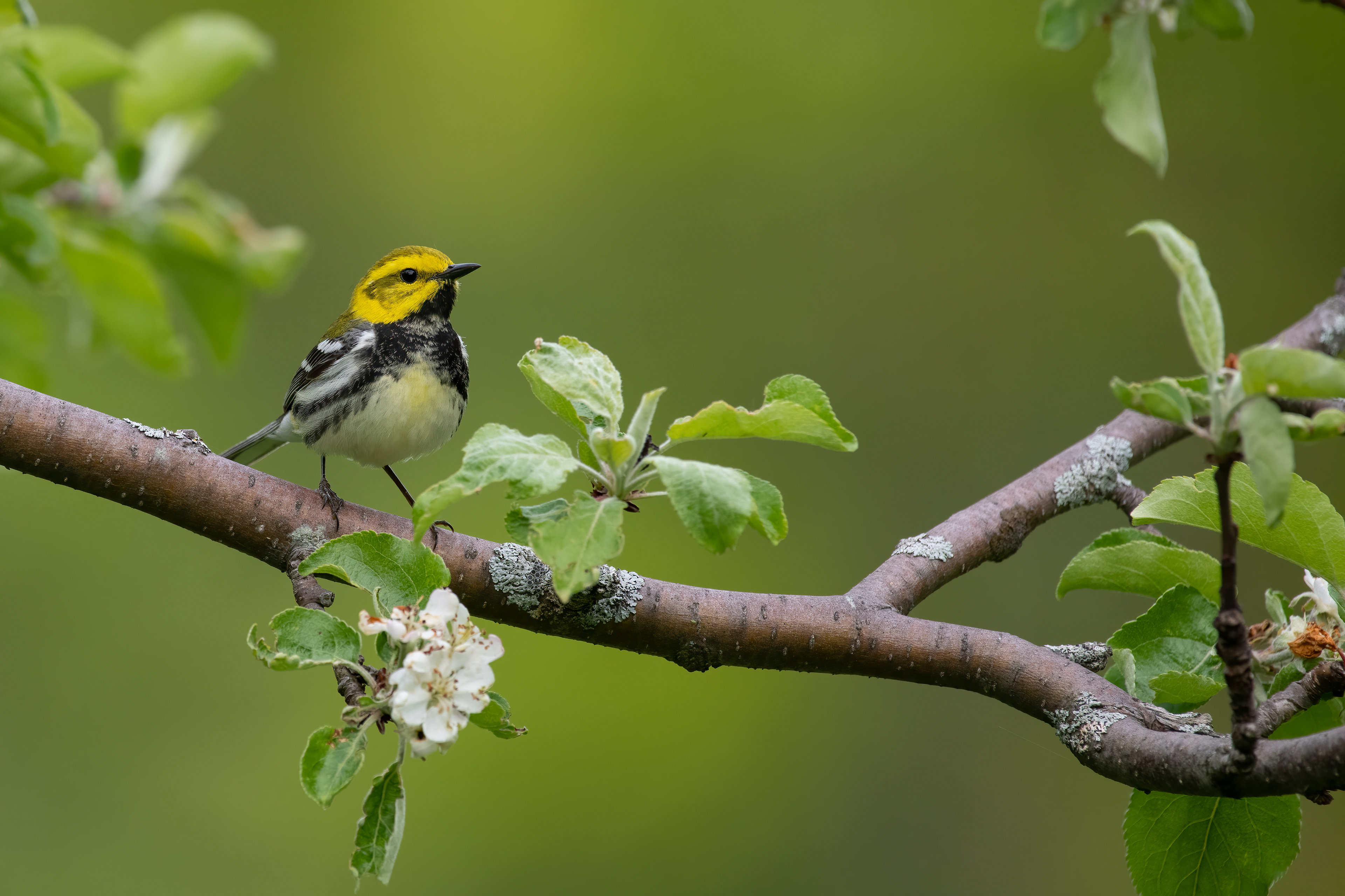 Black-throated Green Warbler