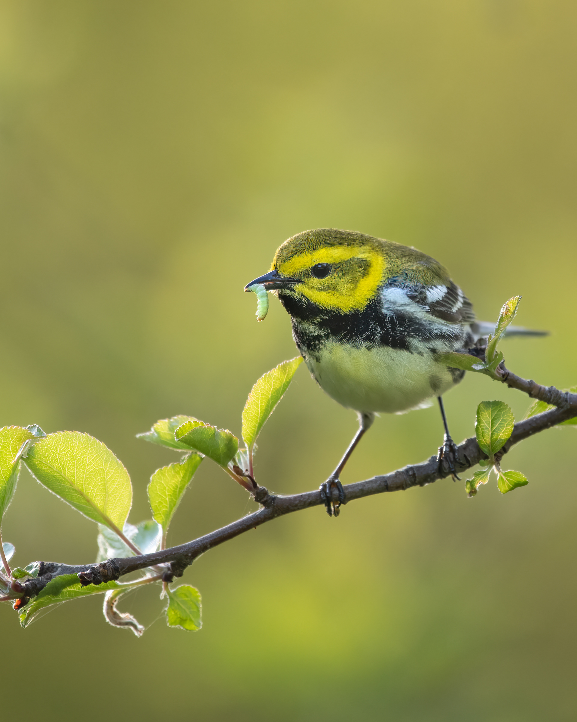 Black-throated Green Warbler