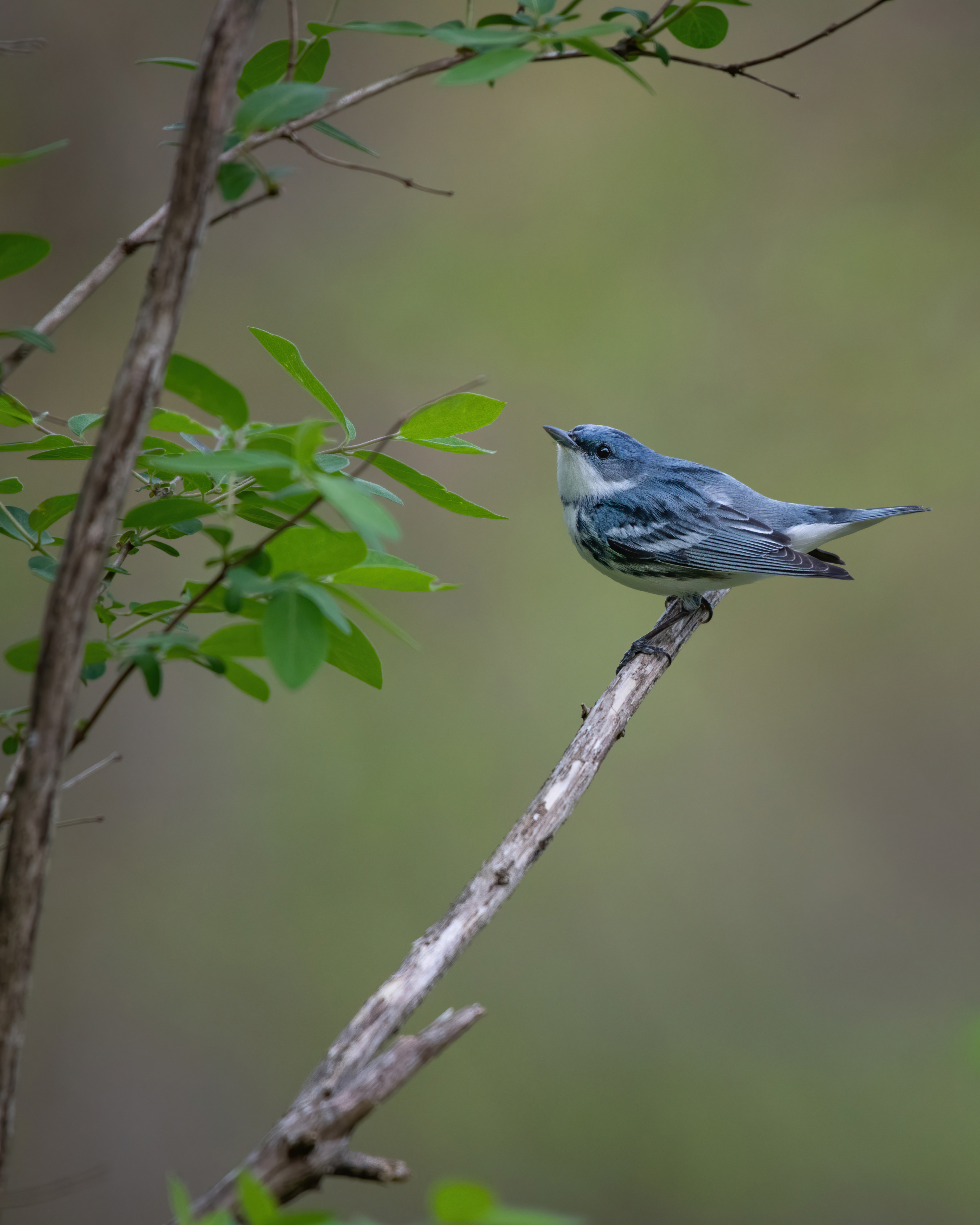 Cerulean Warbler