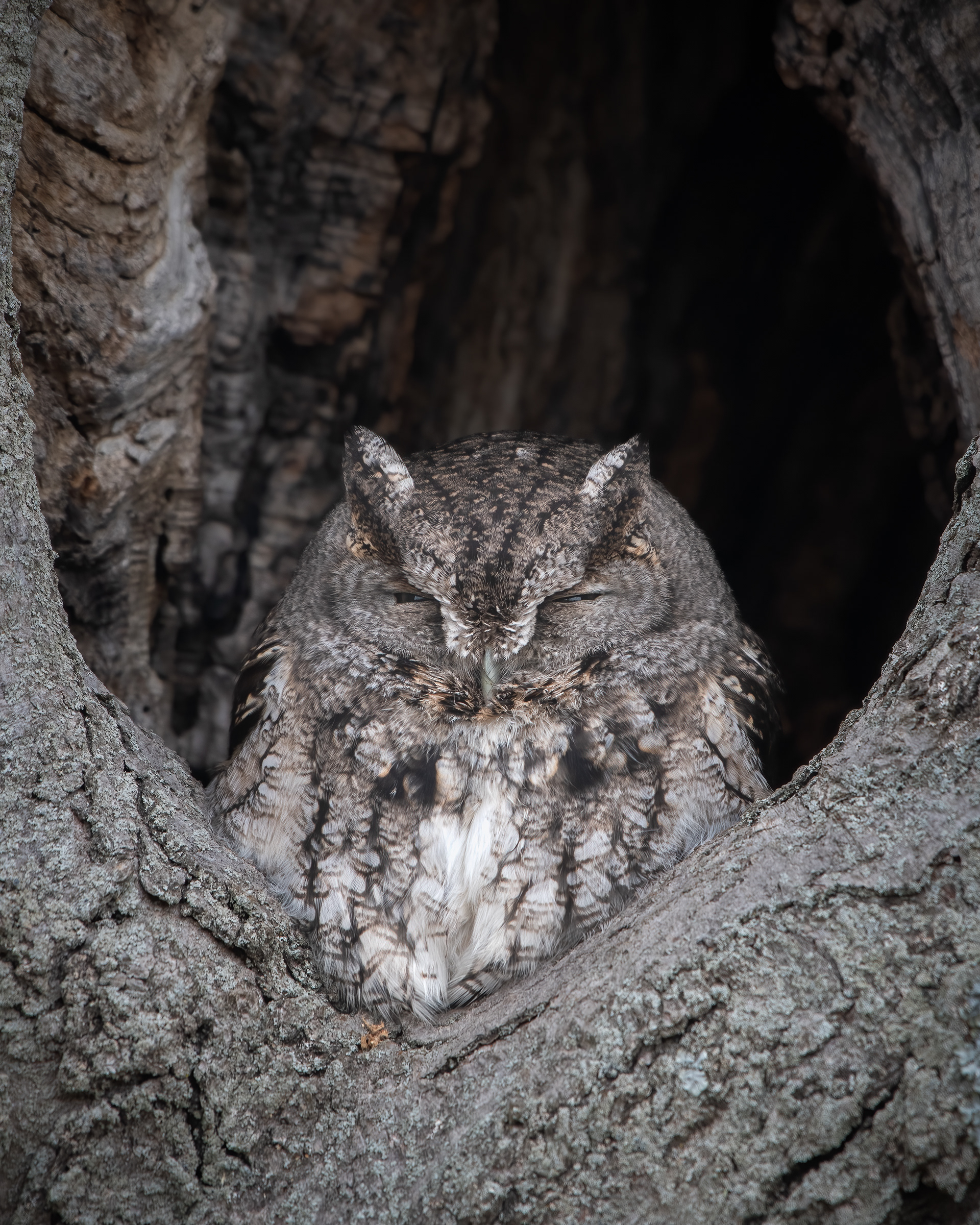Eastern Screech Owl (Gray phase)