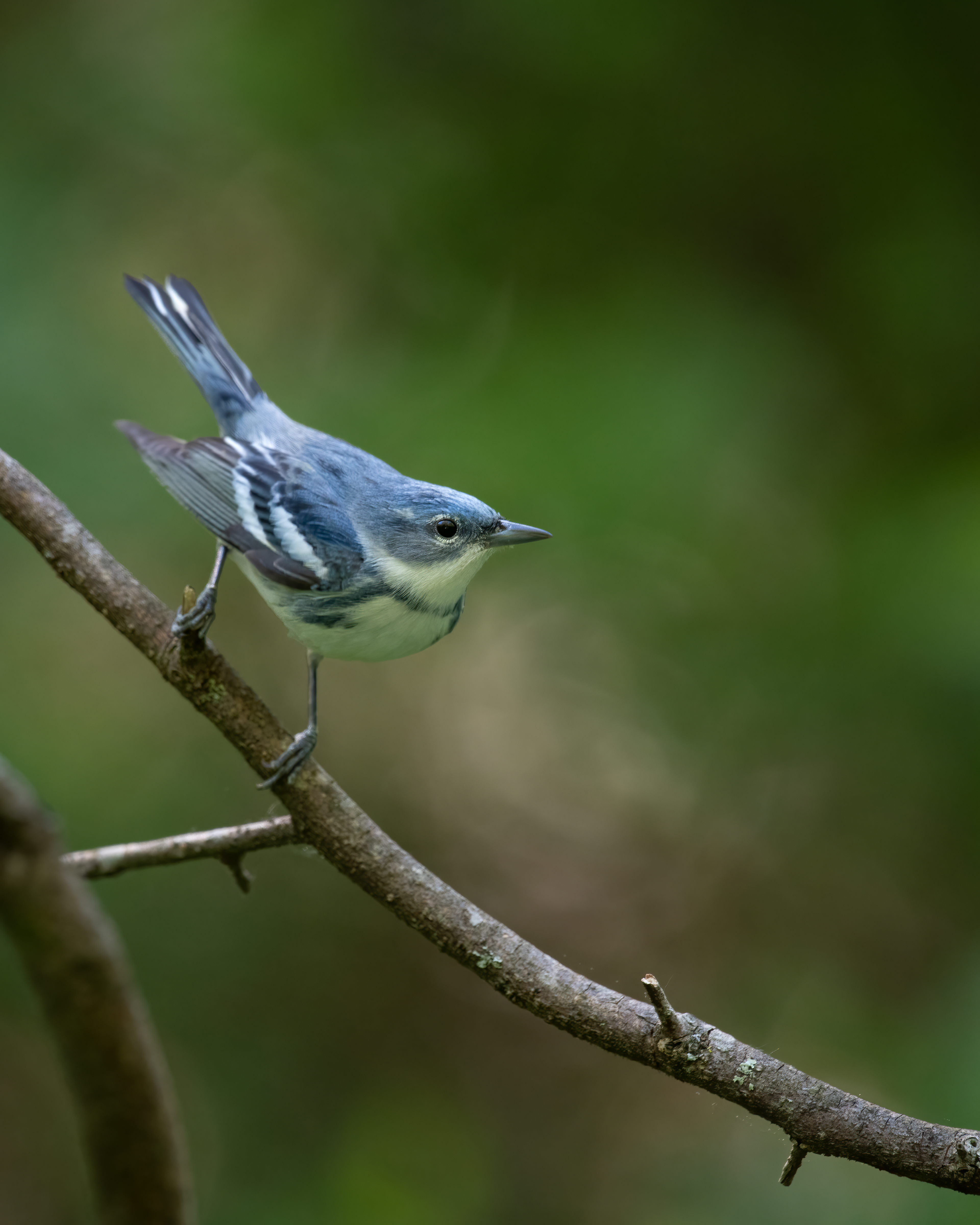 Cerulean Warbler