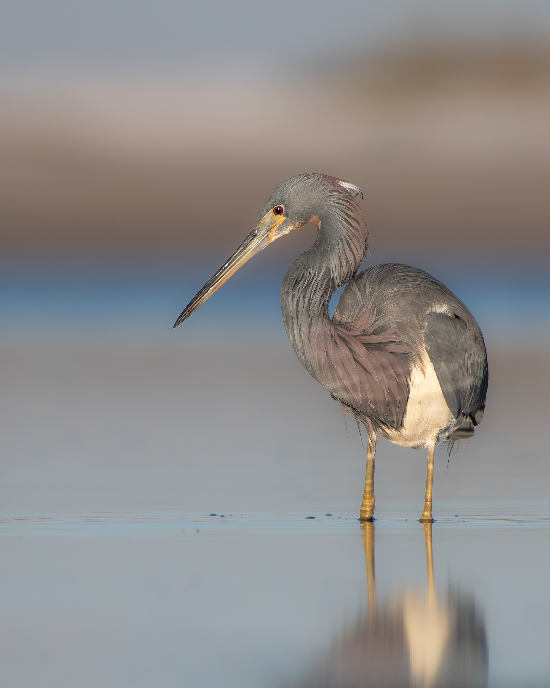 Tricolored Heron