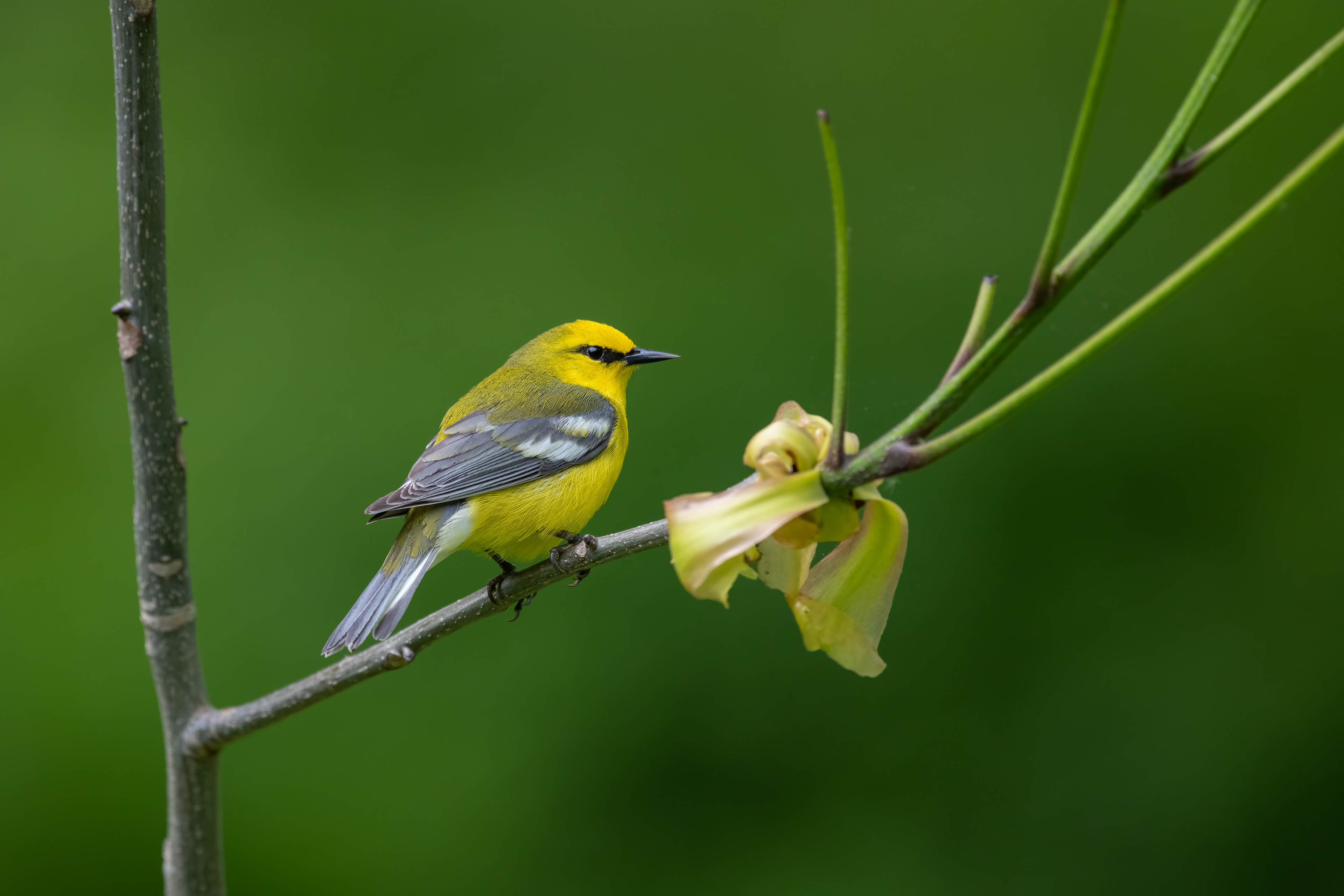 Blue-winged Warbler