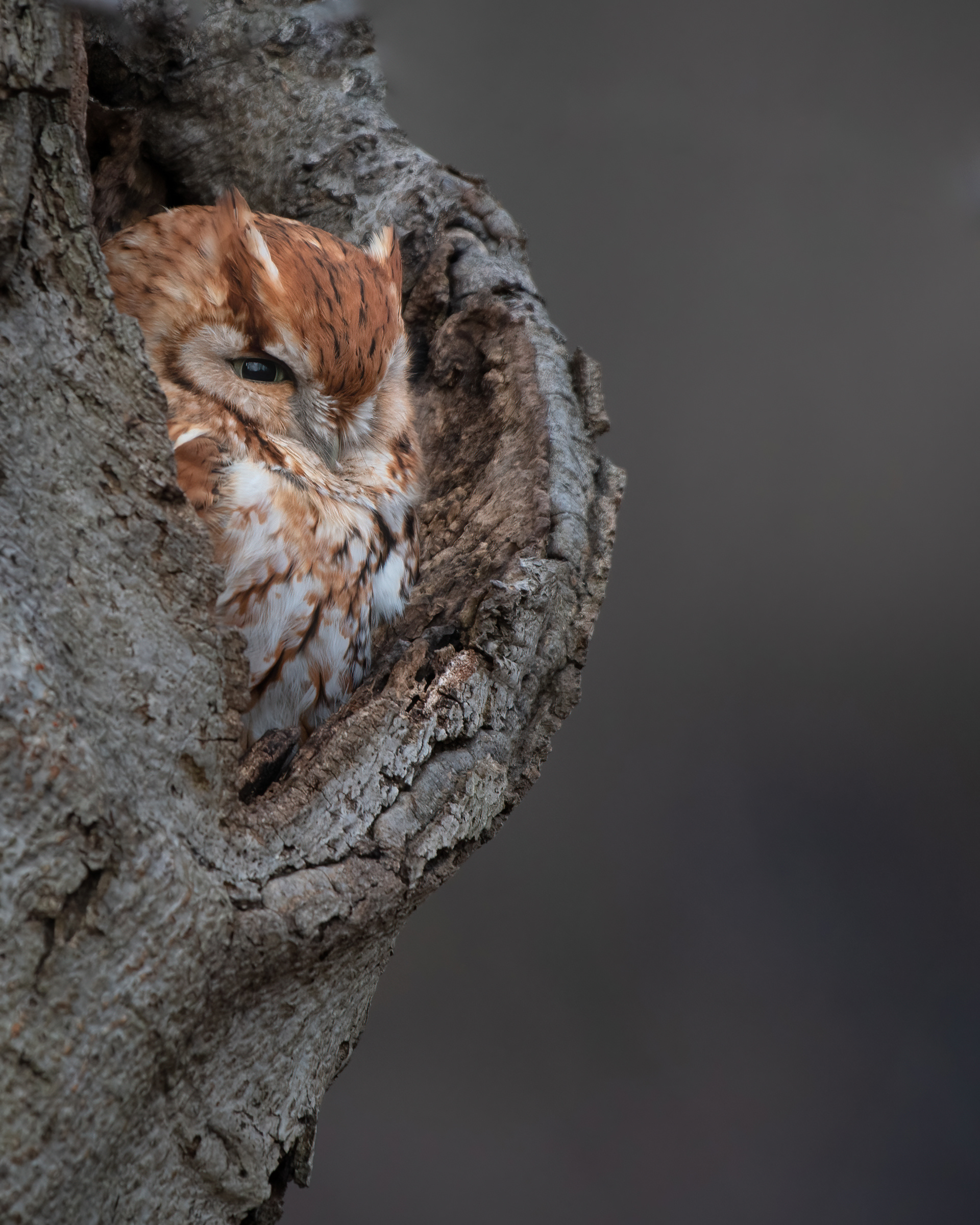 Eastern Screech Owl (Red phase)