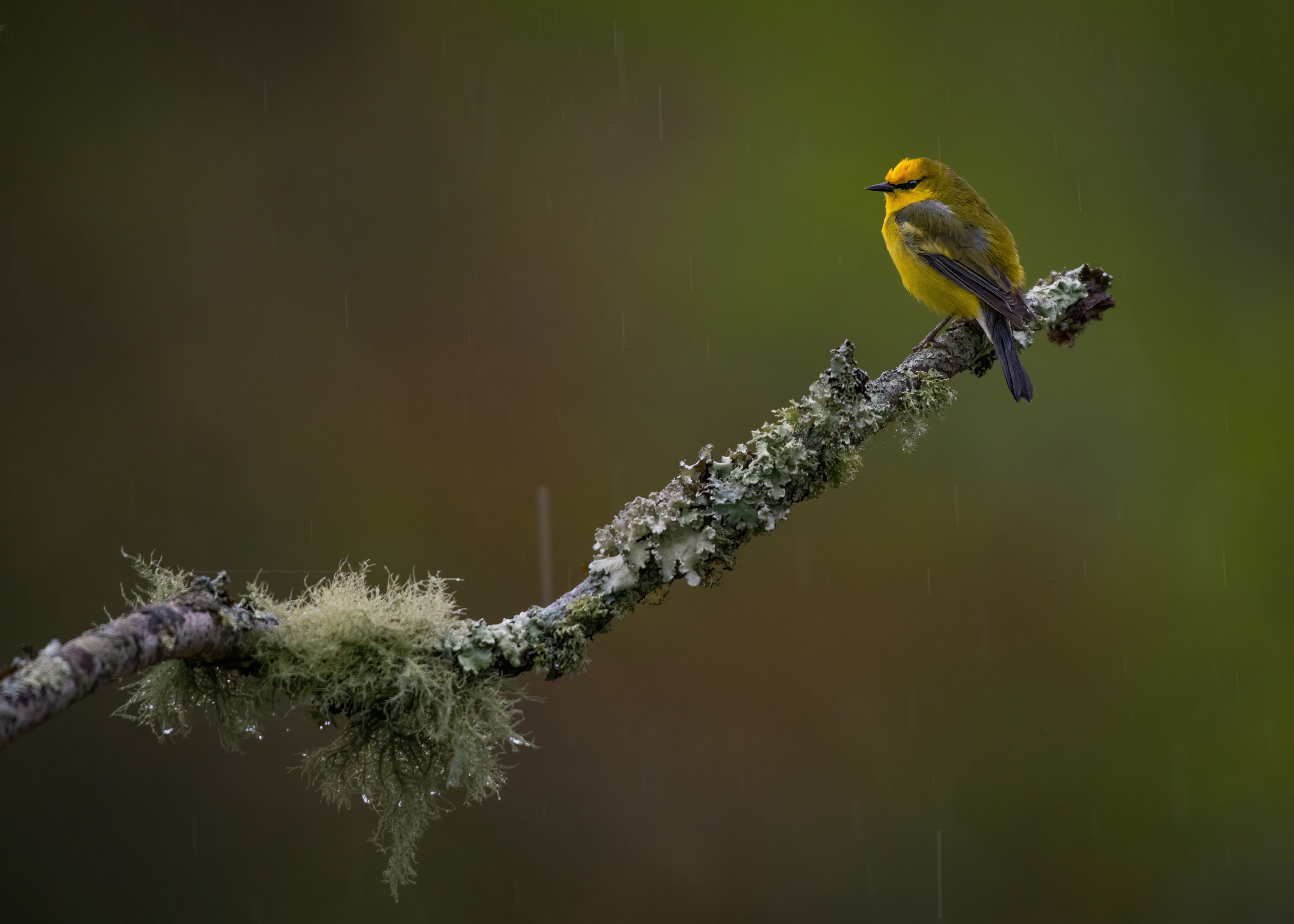 Blue-winged Warbler