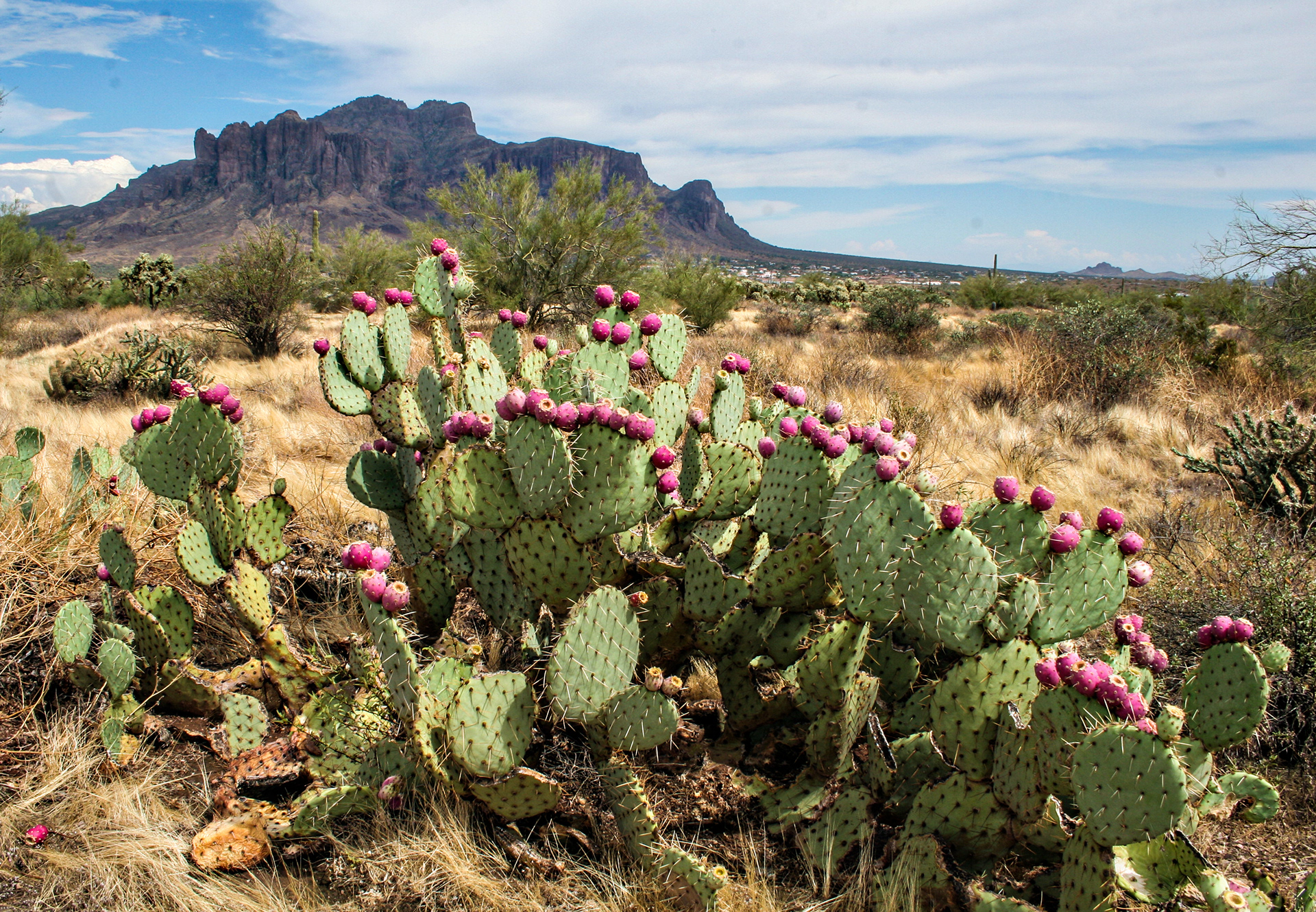 Desert Cactus Bloom with Superstition Mountains 