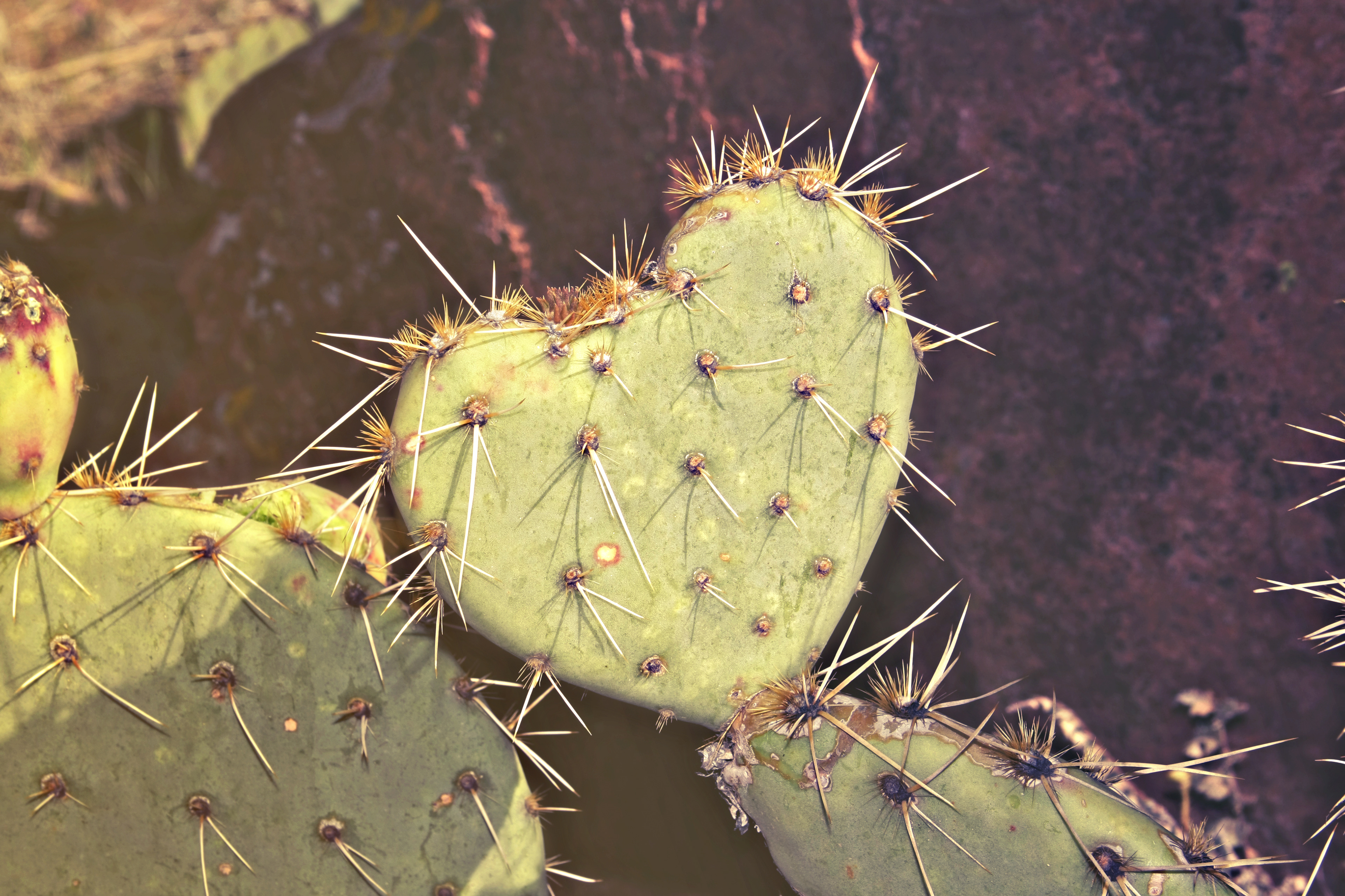 A heart for the desert 