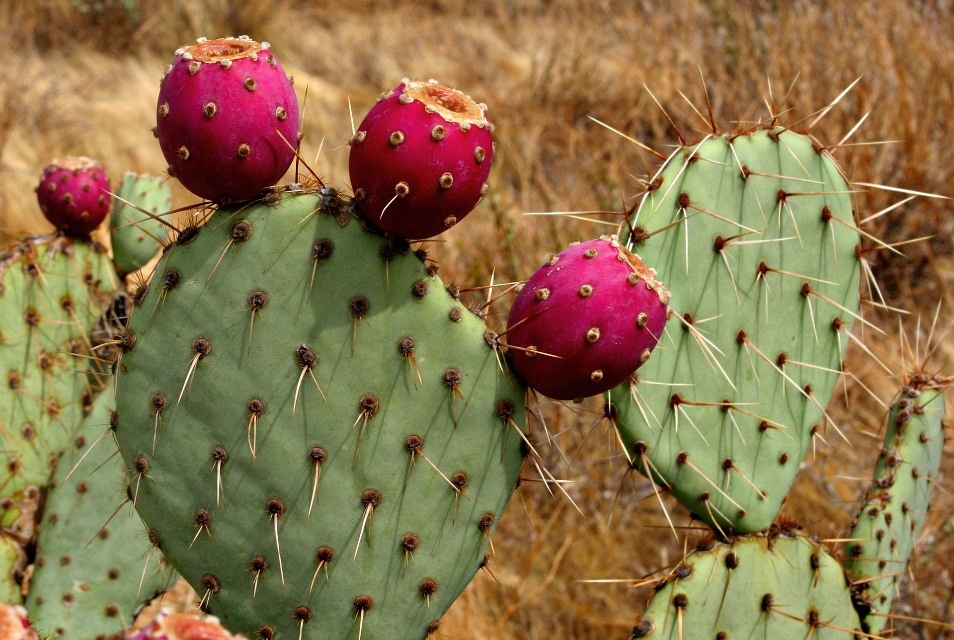 Blooming Cactus 