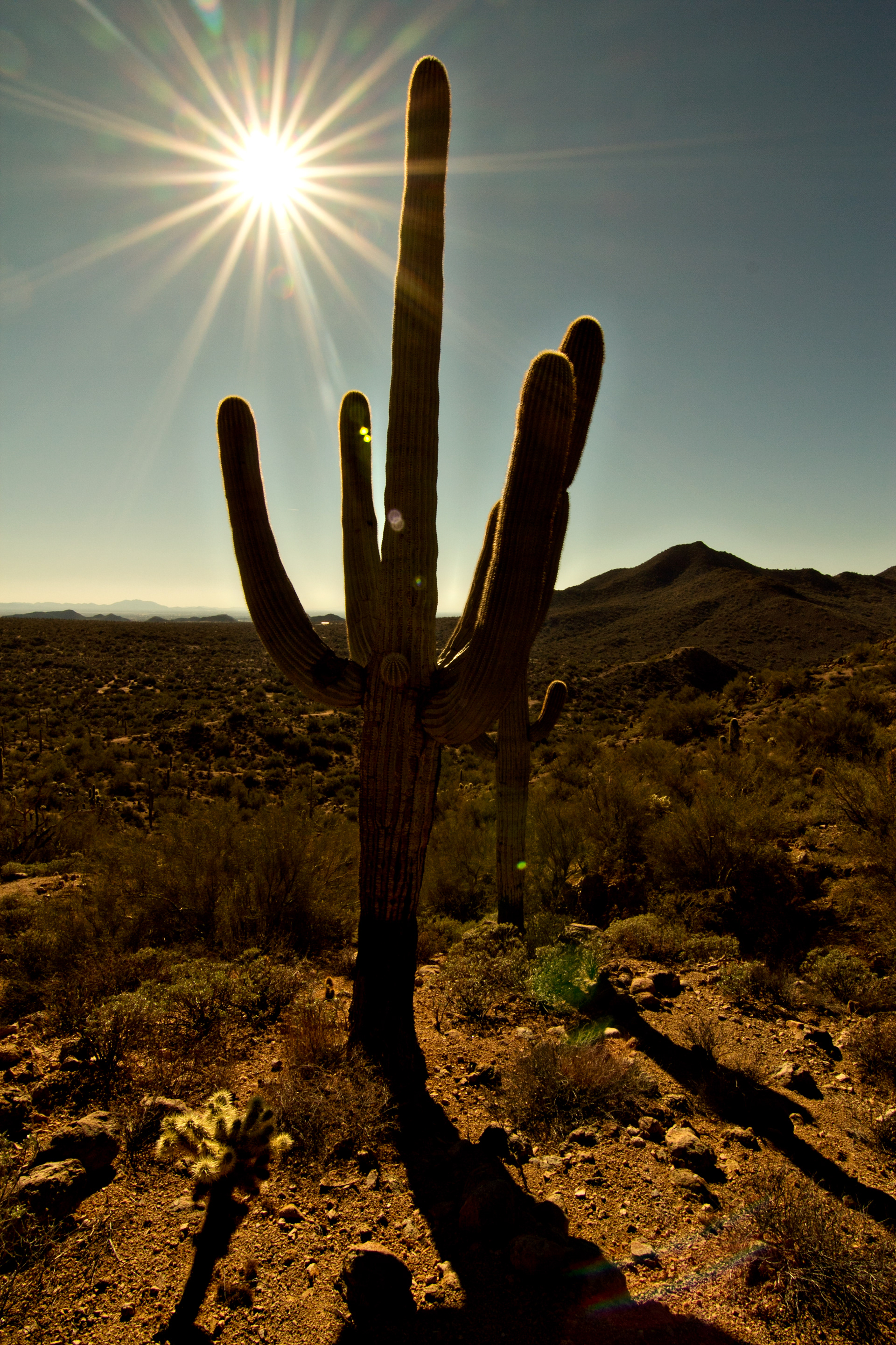 Arizona Cactus