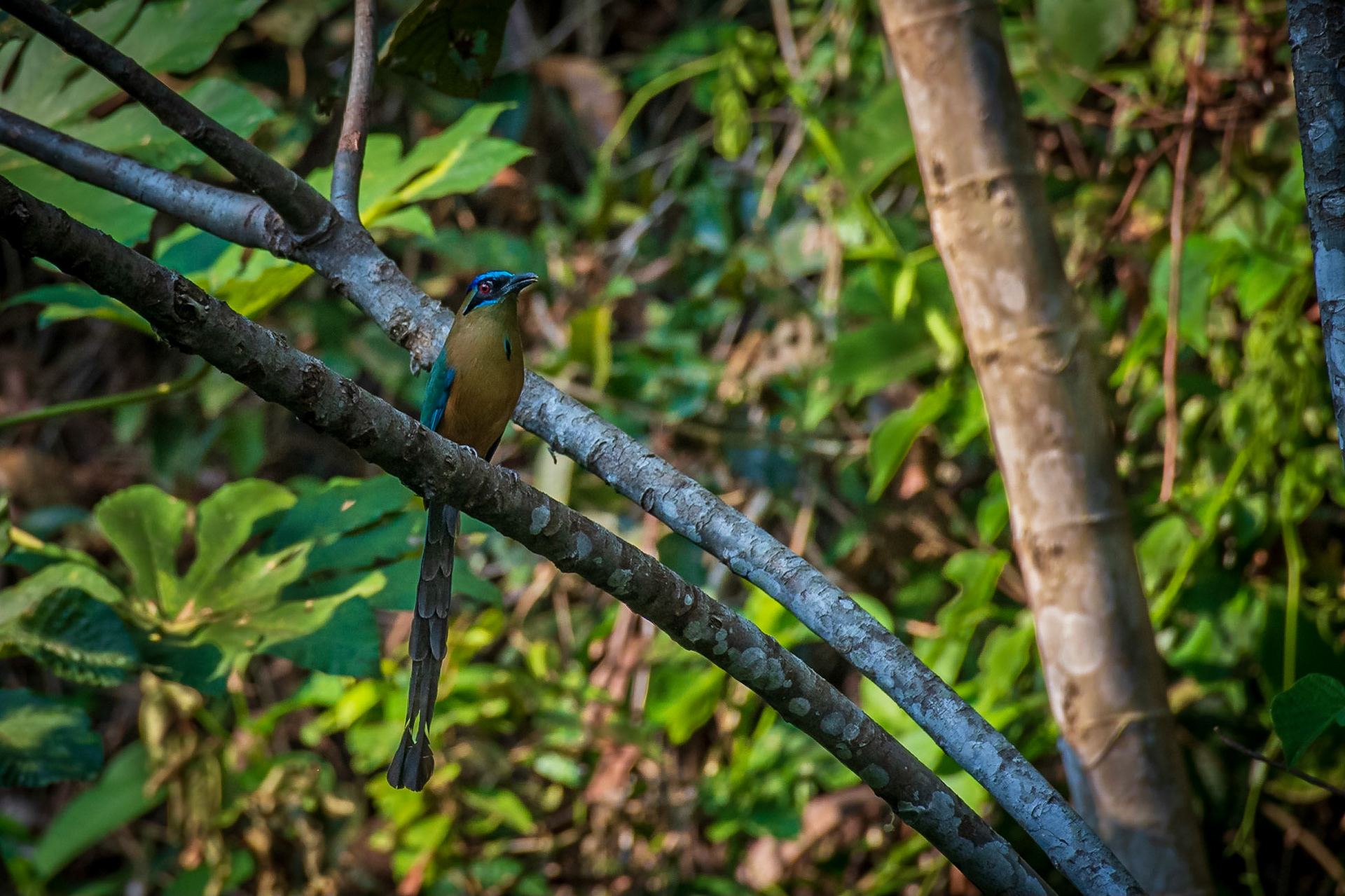 Amazonian Motmot