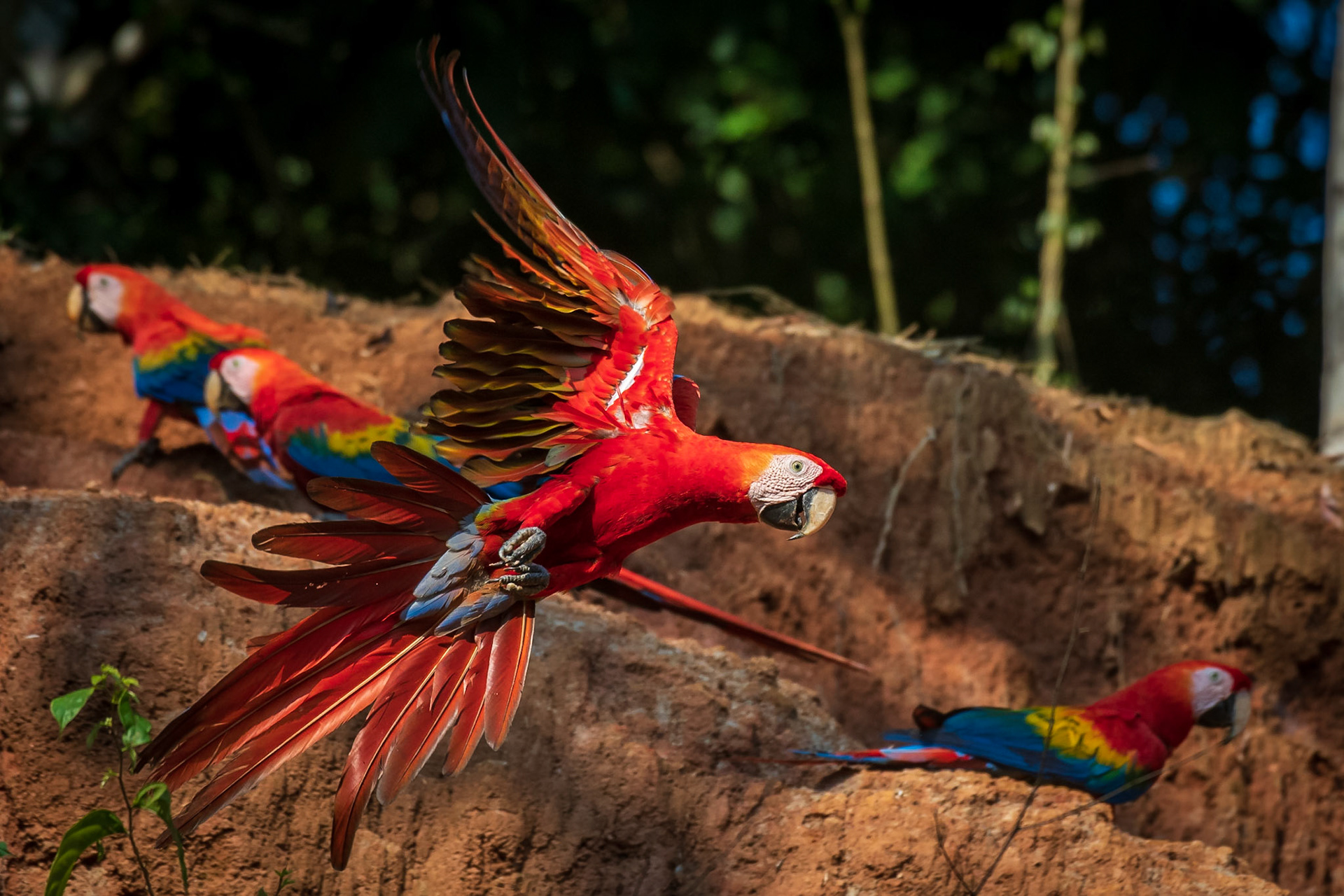 Scarlet Macaw
