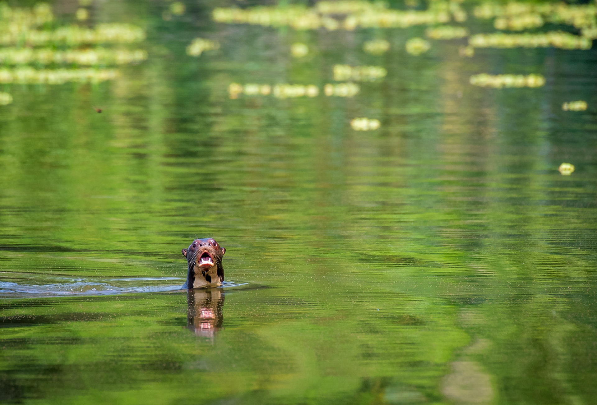 Giant Otter