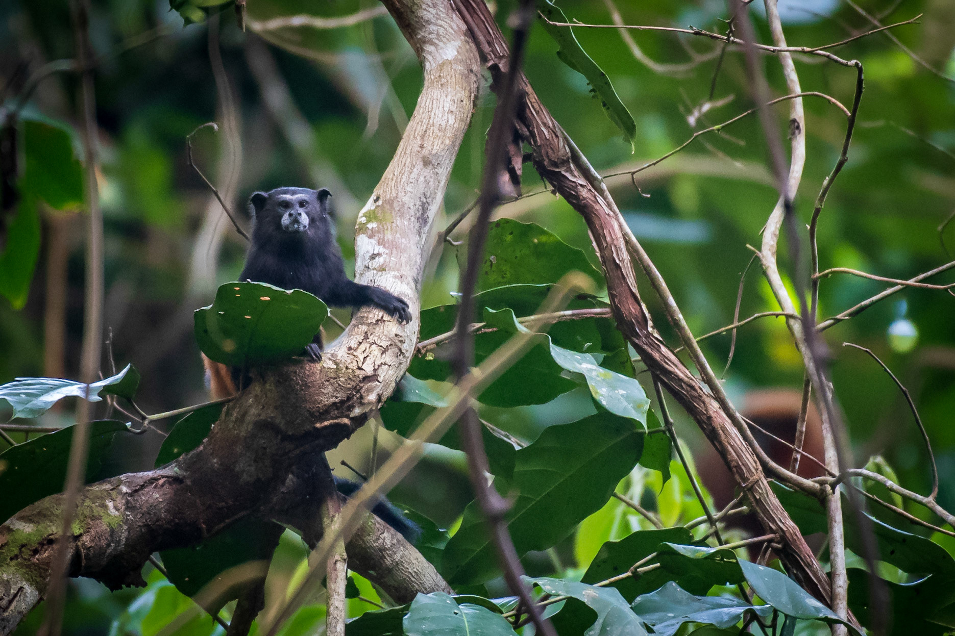 Saddle-back Tamarin