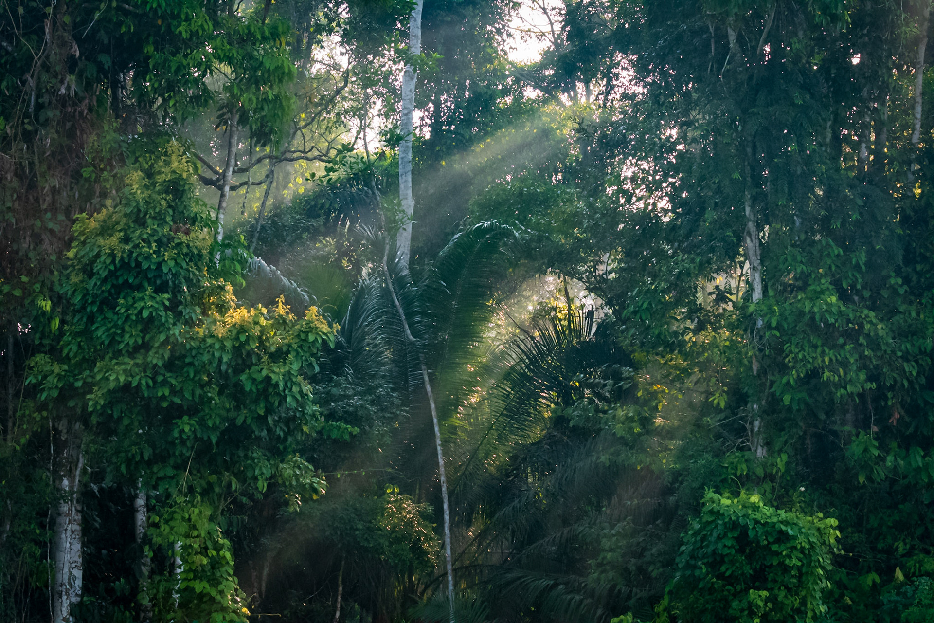 Morning in Manu rainforest