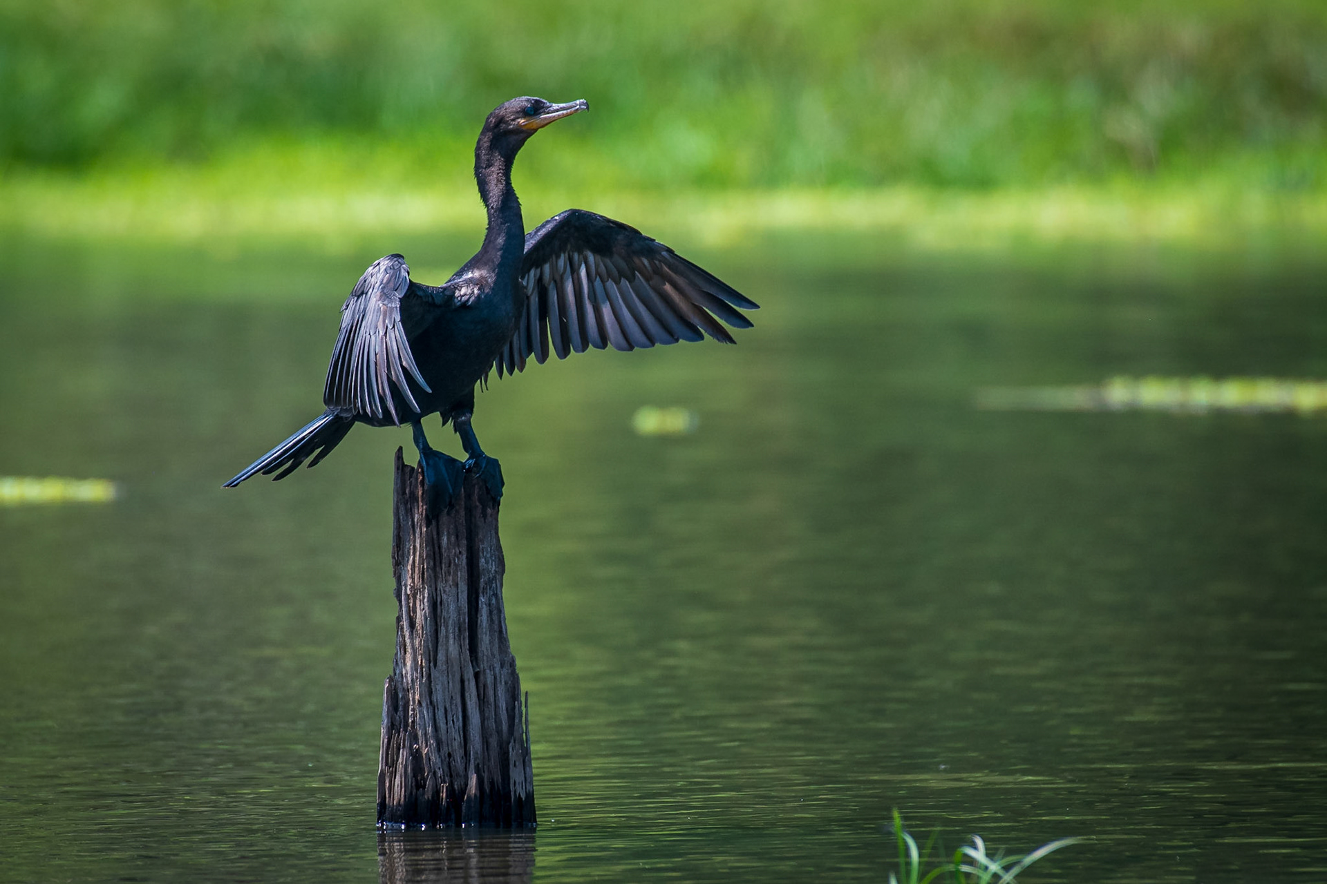 Neotropic Cormorant