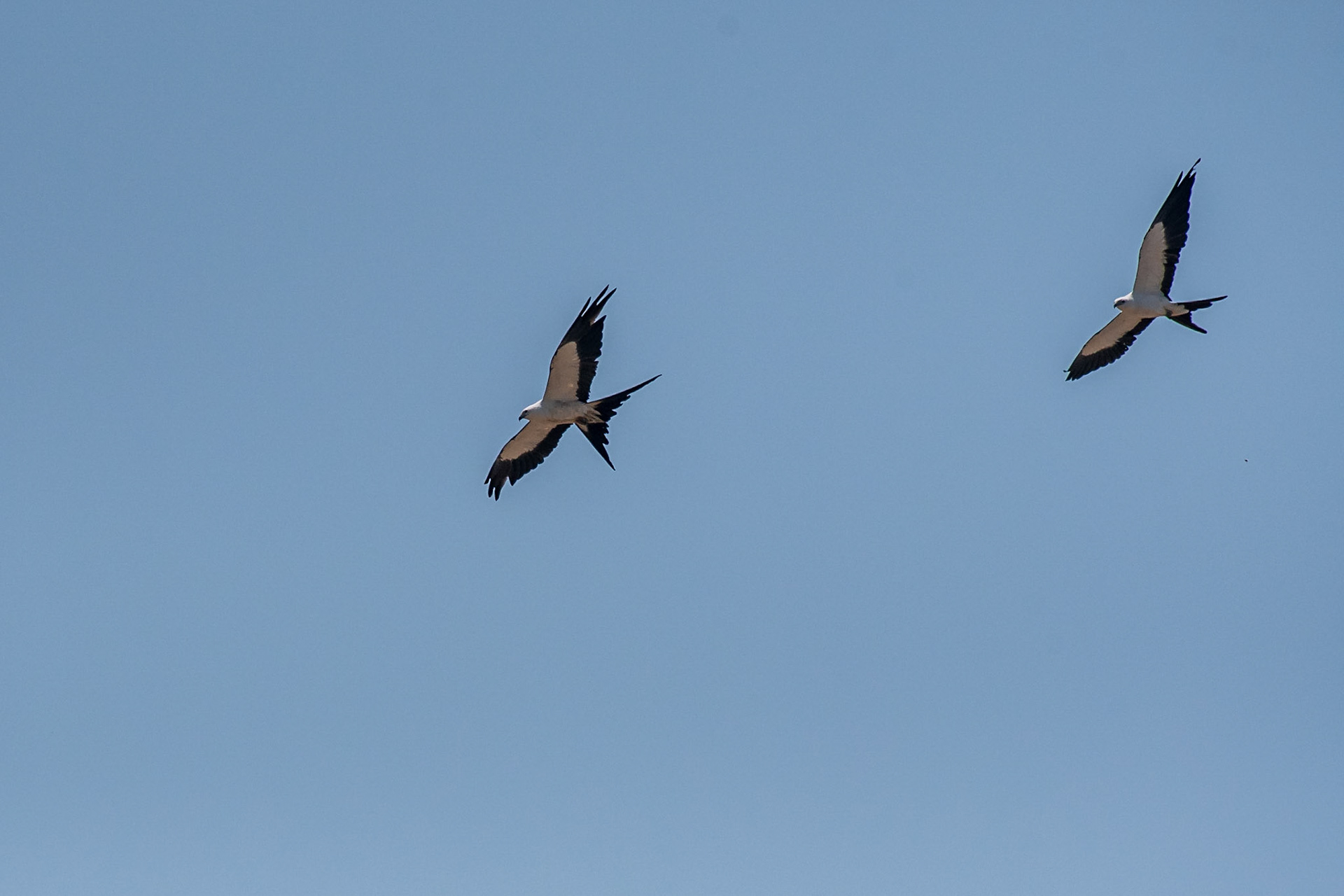 Swallow-tailed Kite