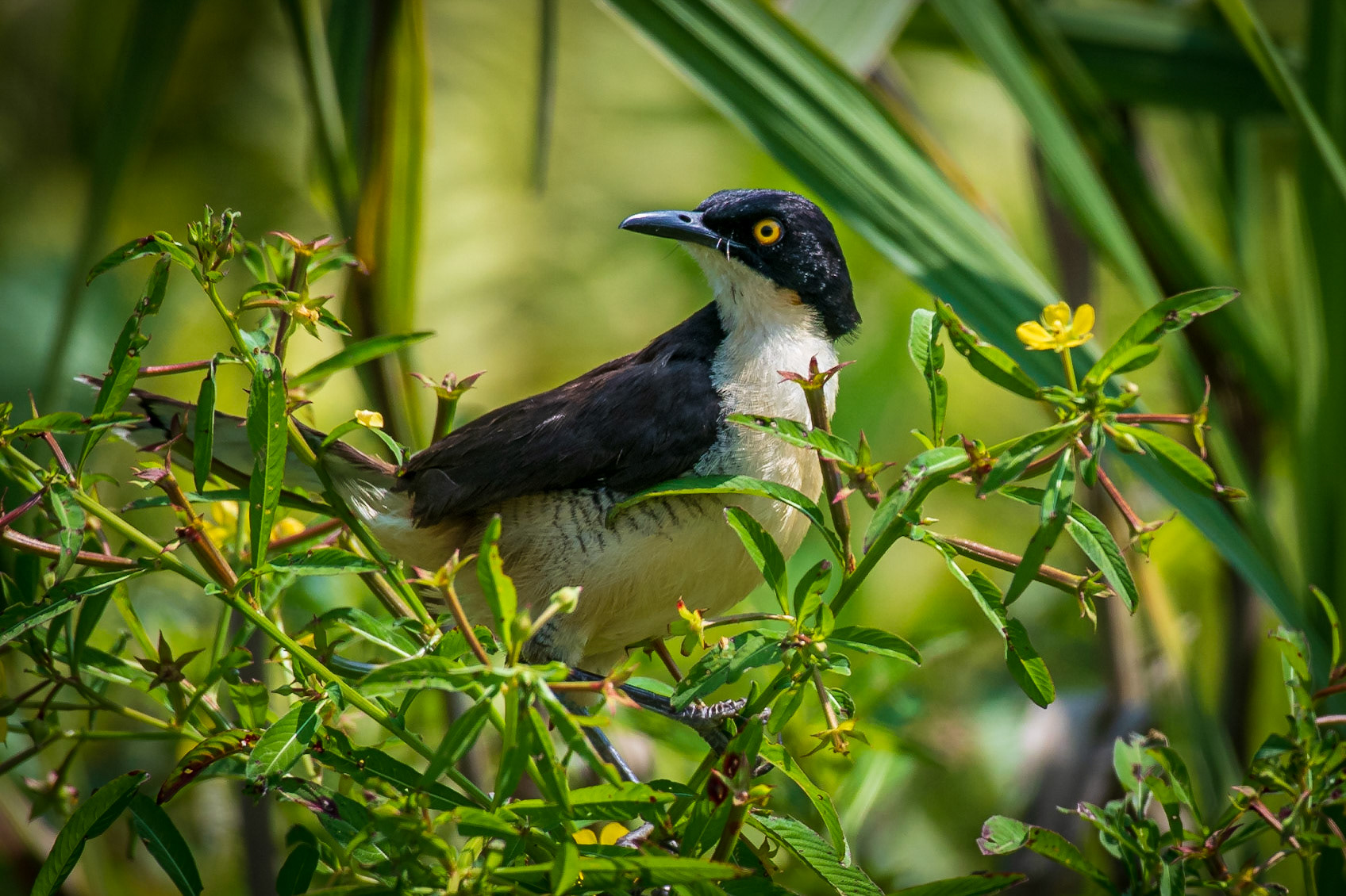 Black-capped Donacobius