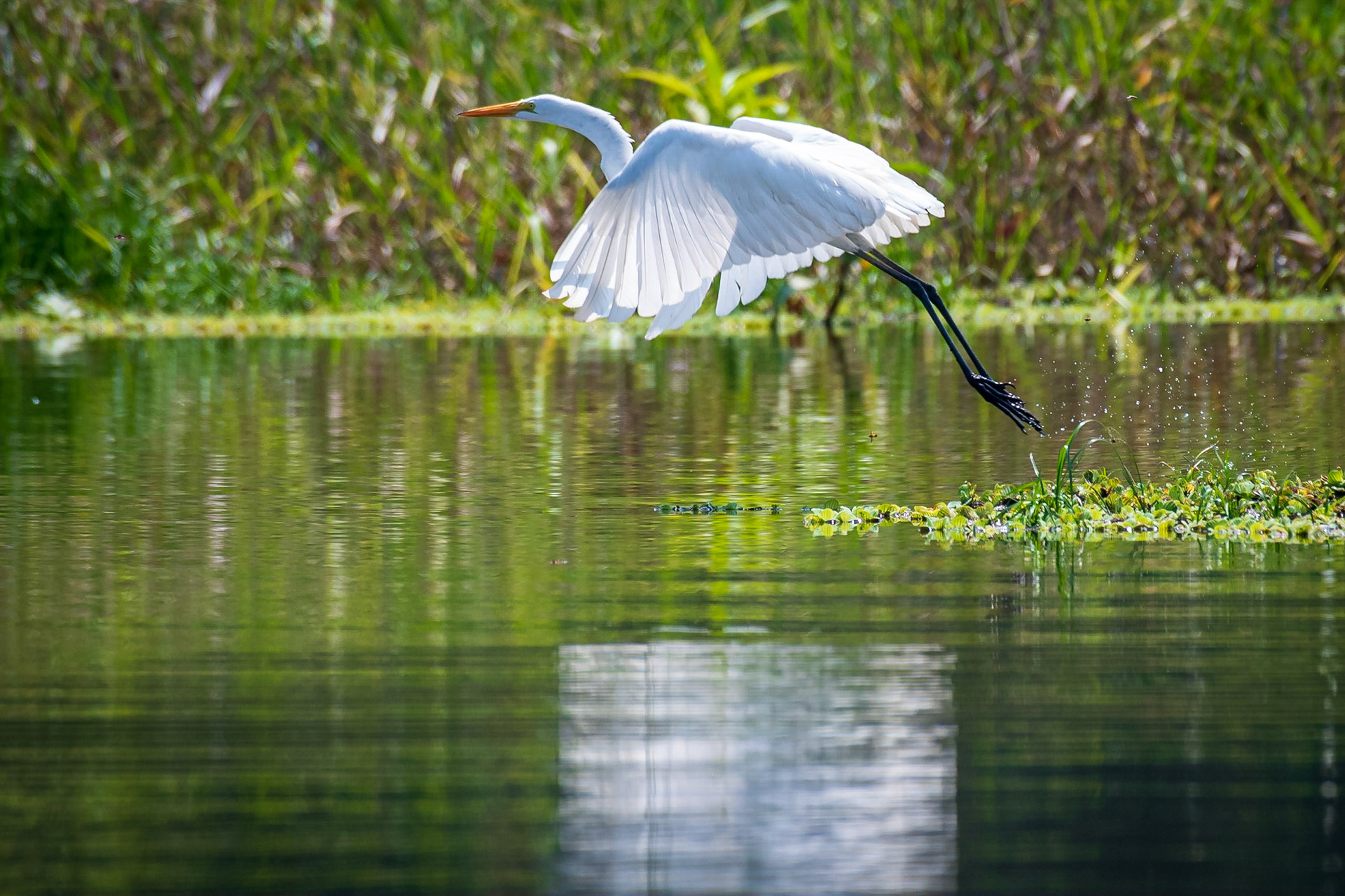 Great Egret