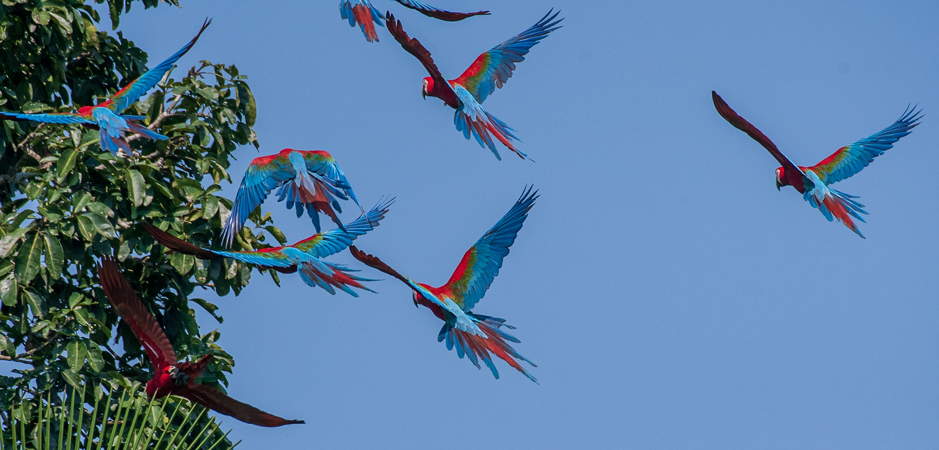 Red and green Macaw