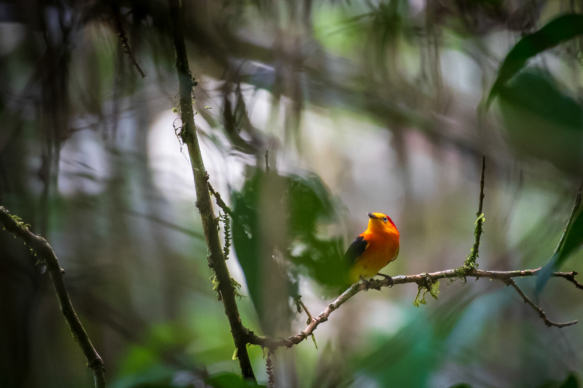 Band-tailed Manakin