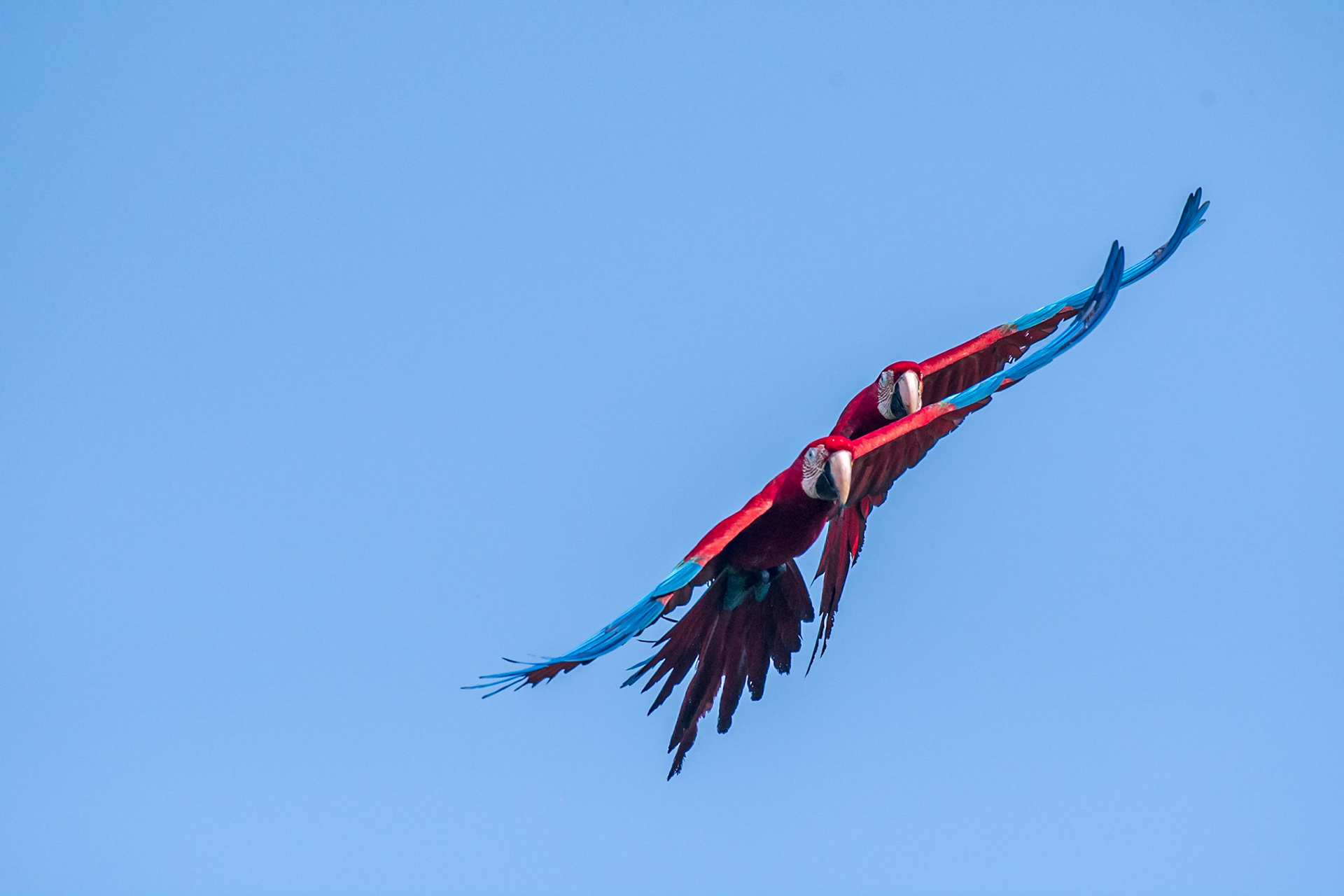 Red and green Macaw