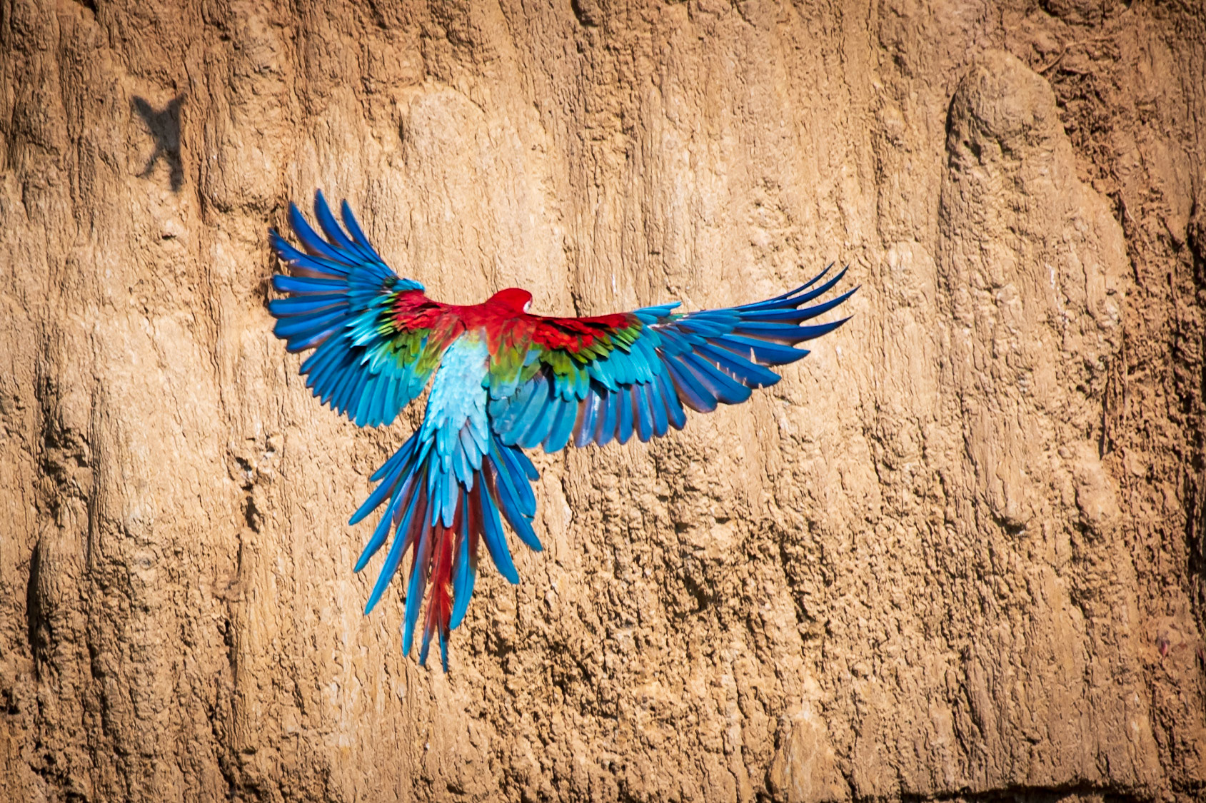 Red and green Macaw
