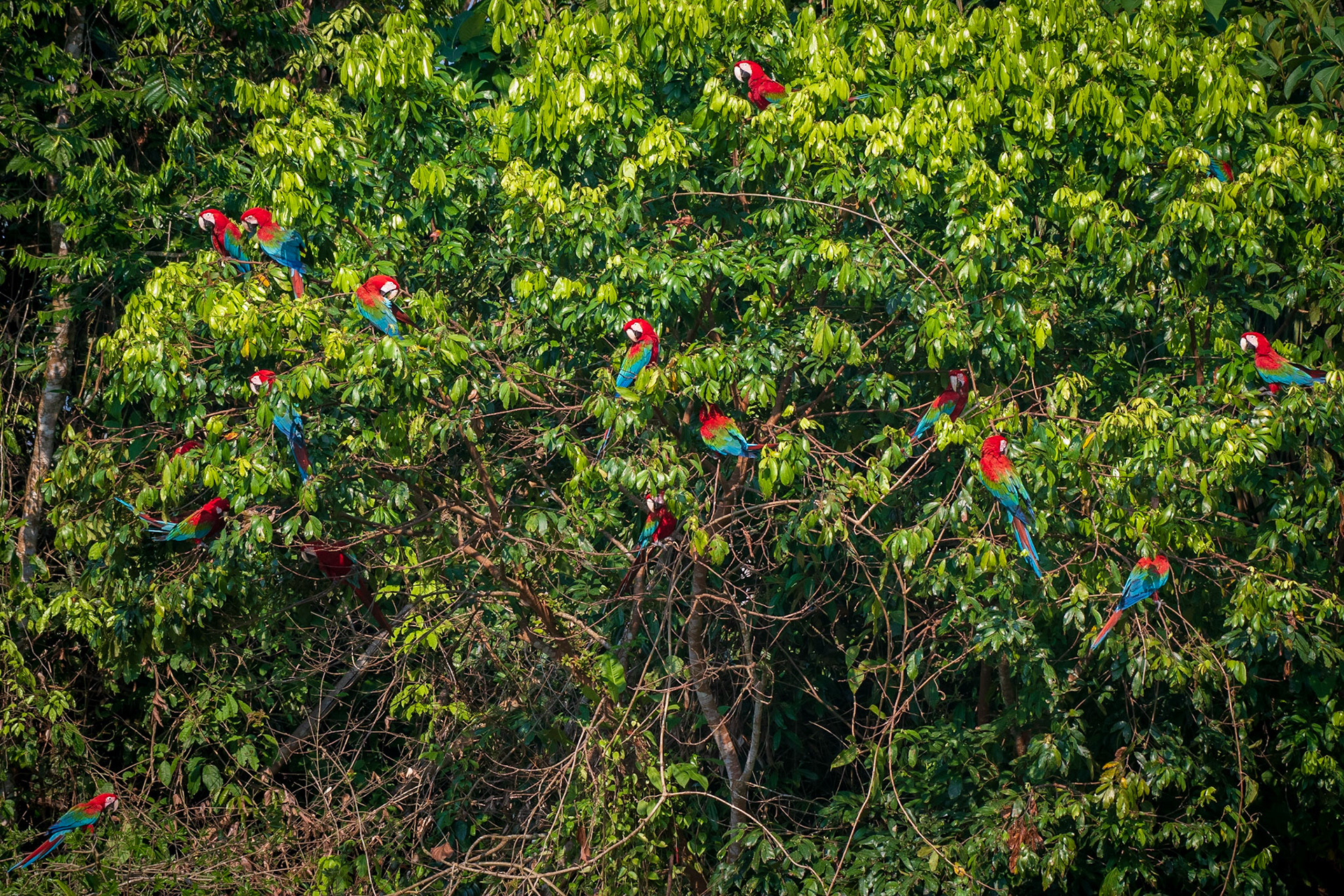 Red and green Macaw
