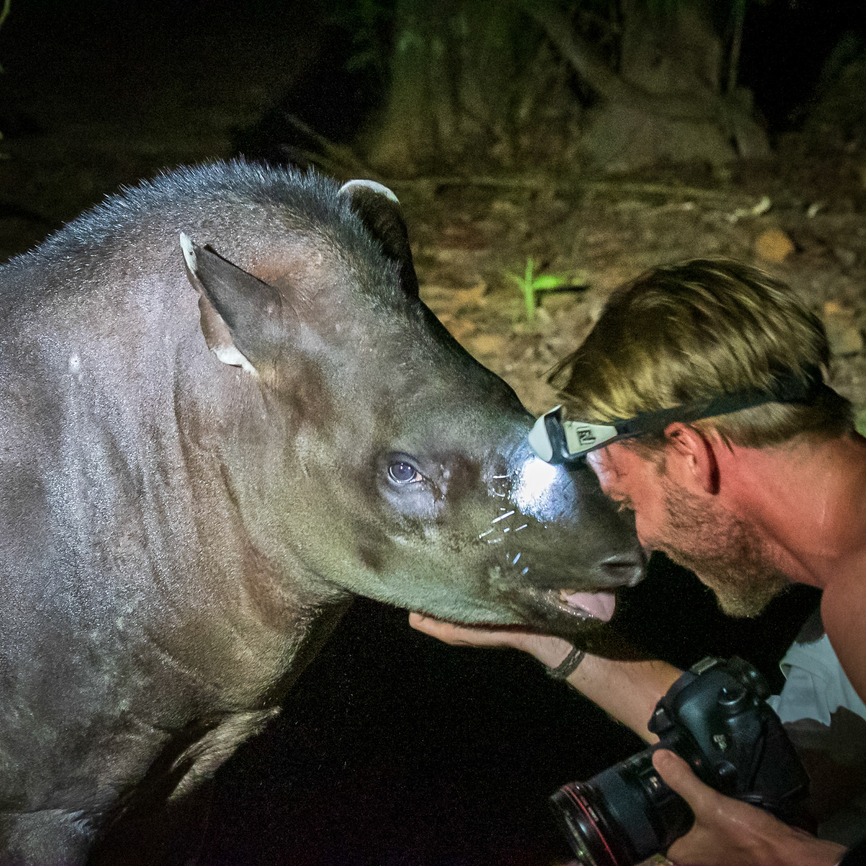 Meeting with a Tapir
