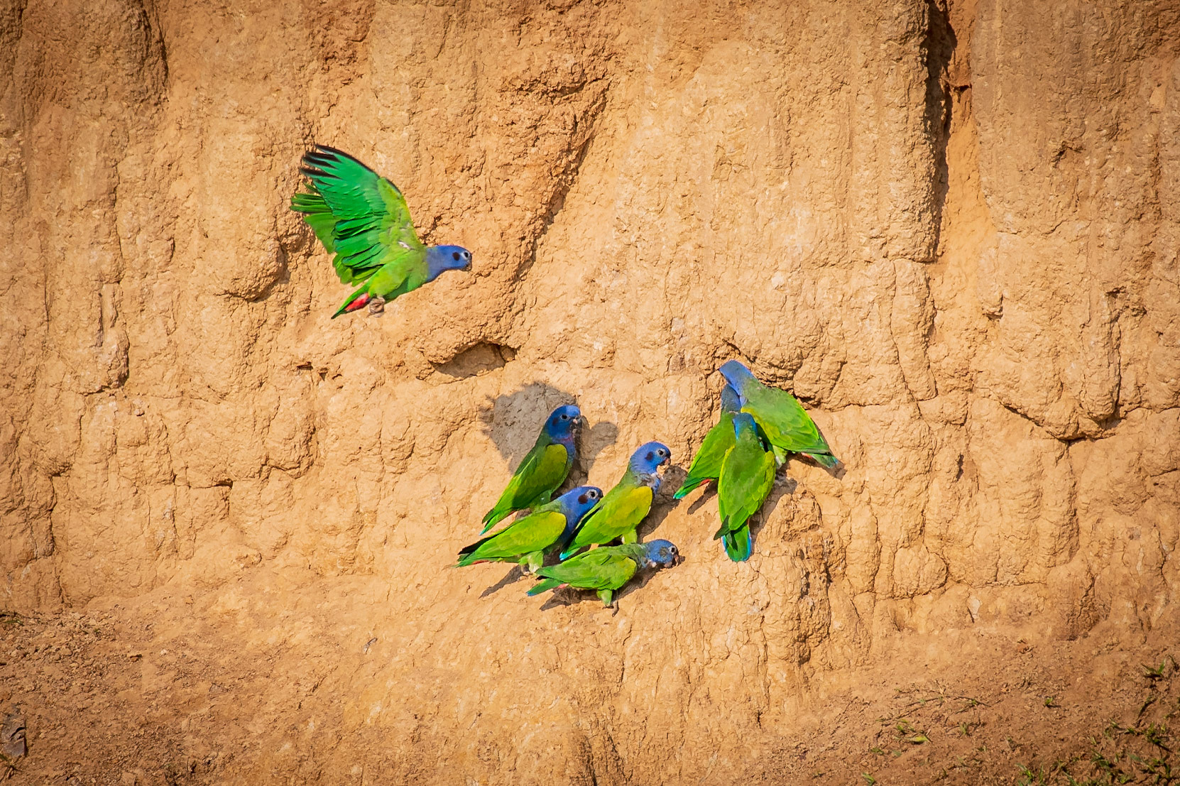 Blue-headed Parrot