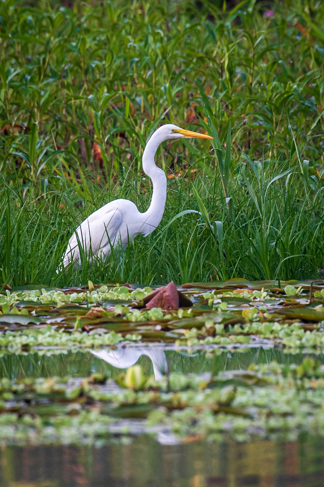 Great Egret