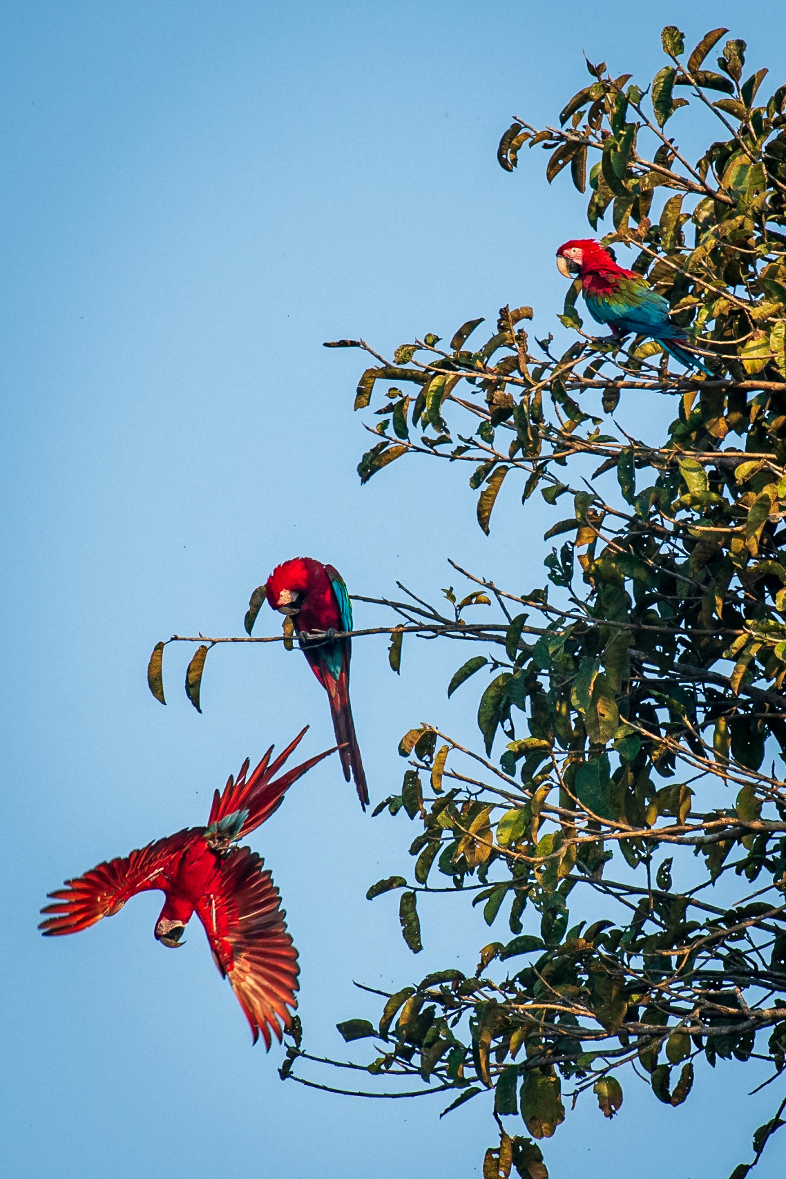Red and green Macaw