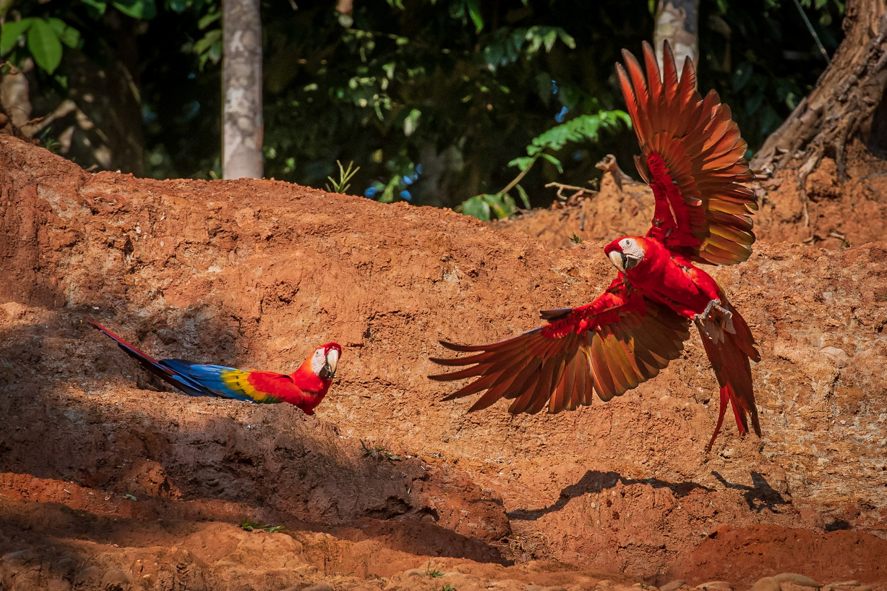 Scarlet Macaw
