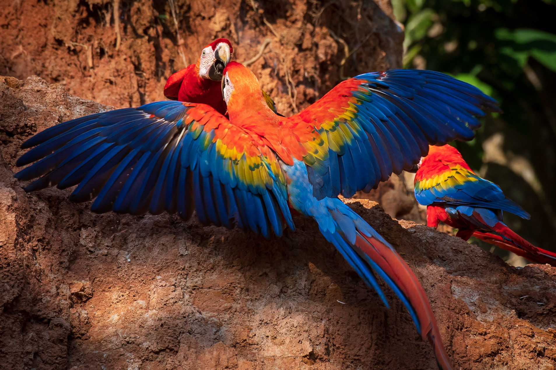 Scarlet Macaw