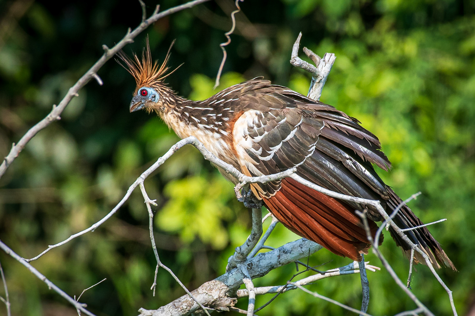Hoatzin
