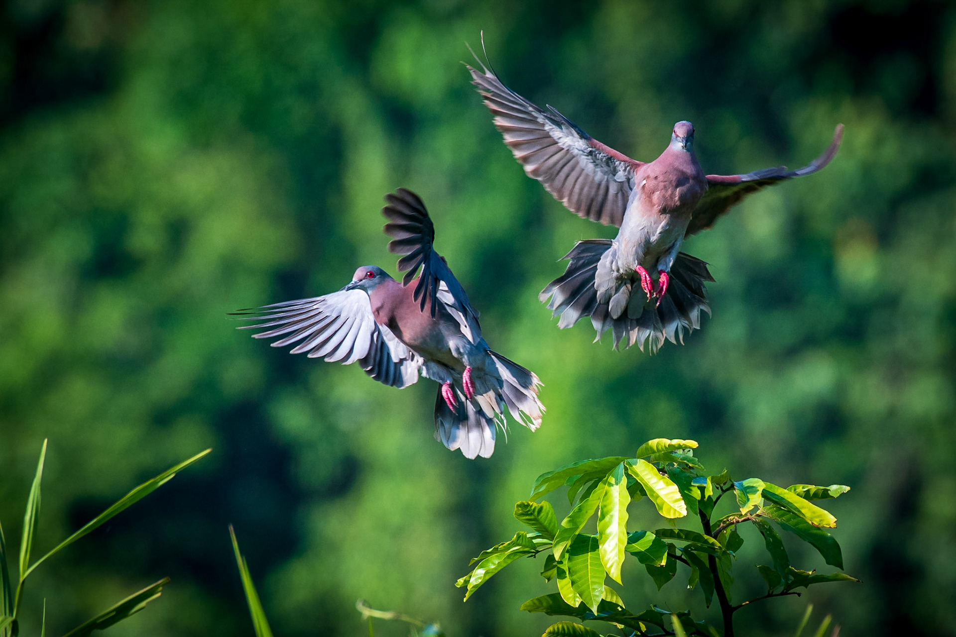 Pale-vented Pigeon