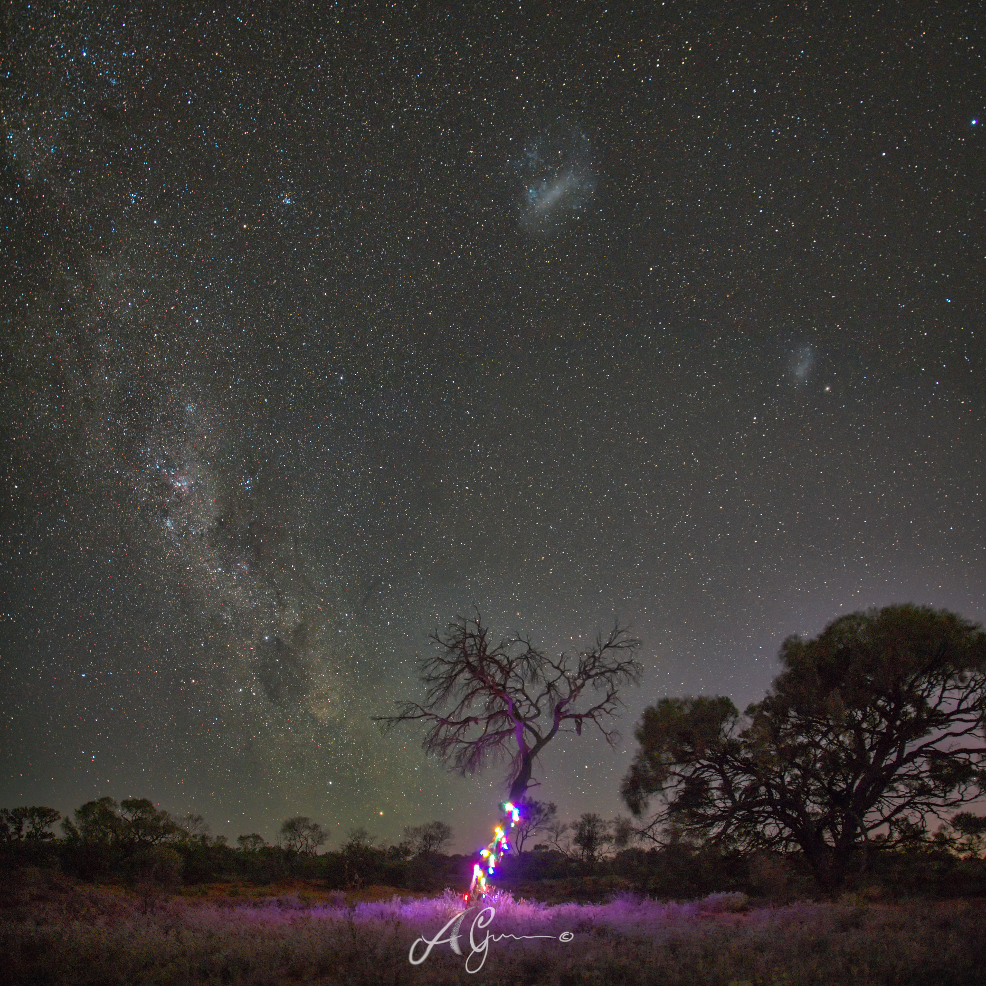 Outback Christmas tree