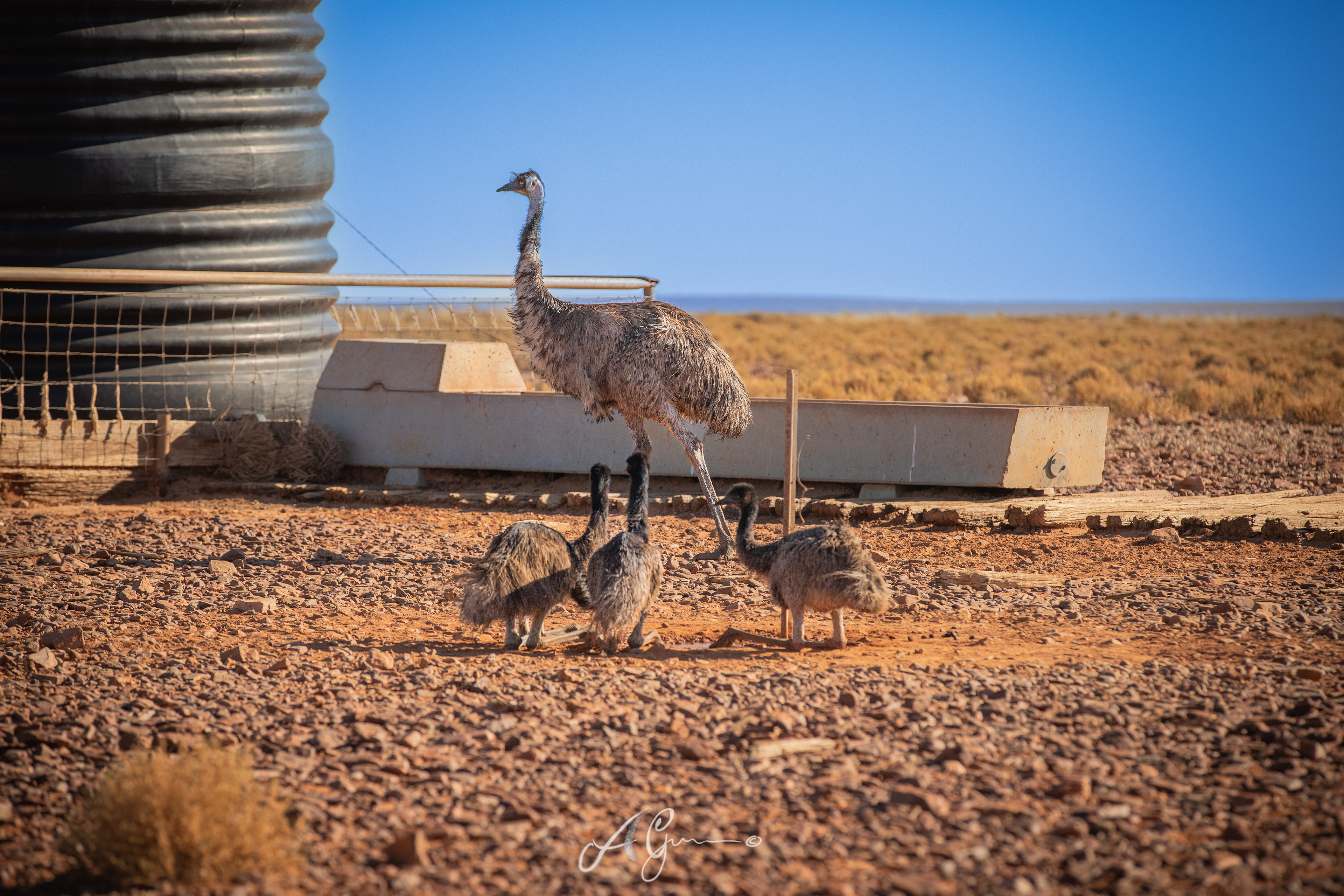 Emu Family