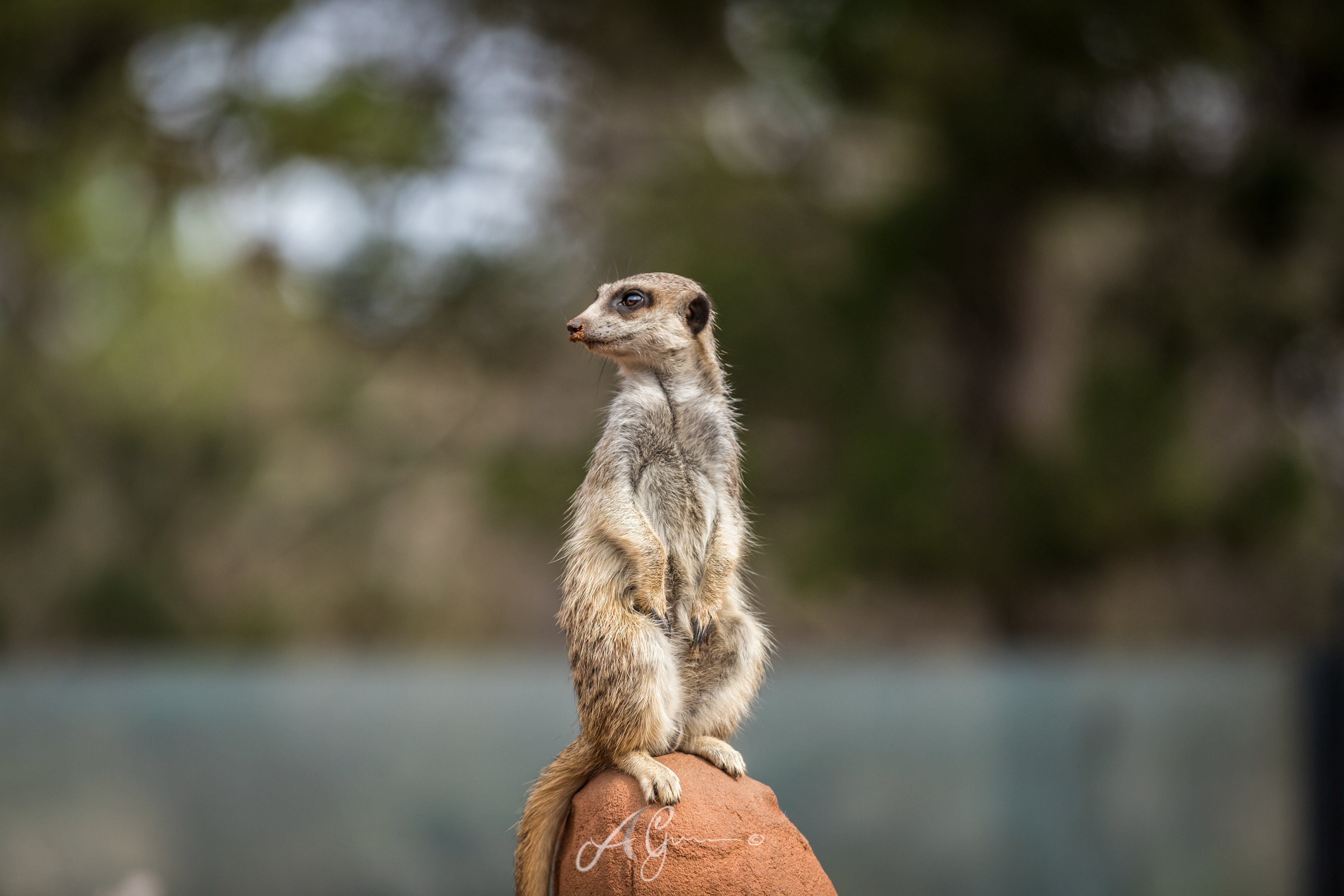 Meerkat 