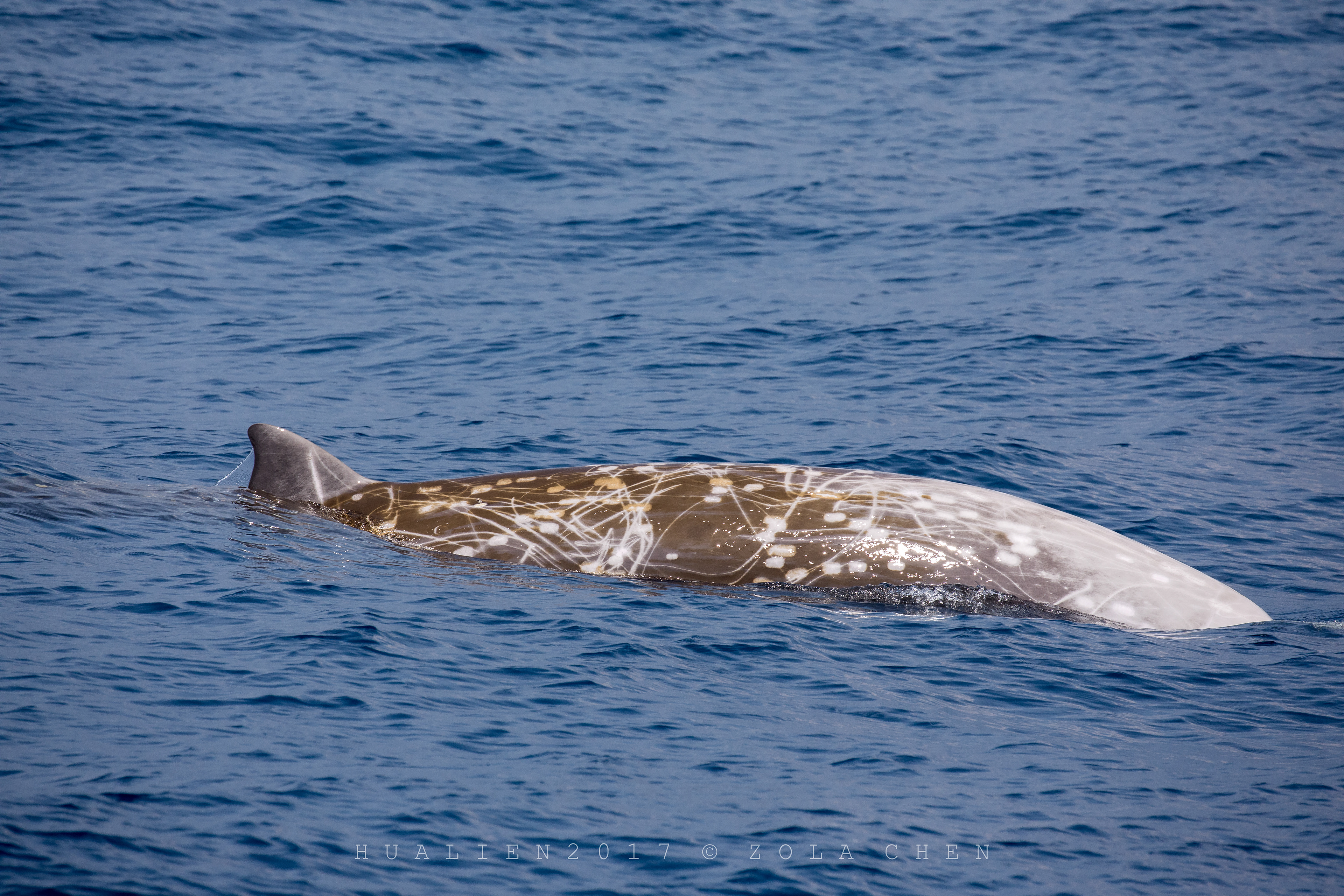 Taiwan Cetacean台灣鯨豚