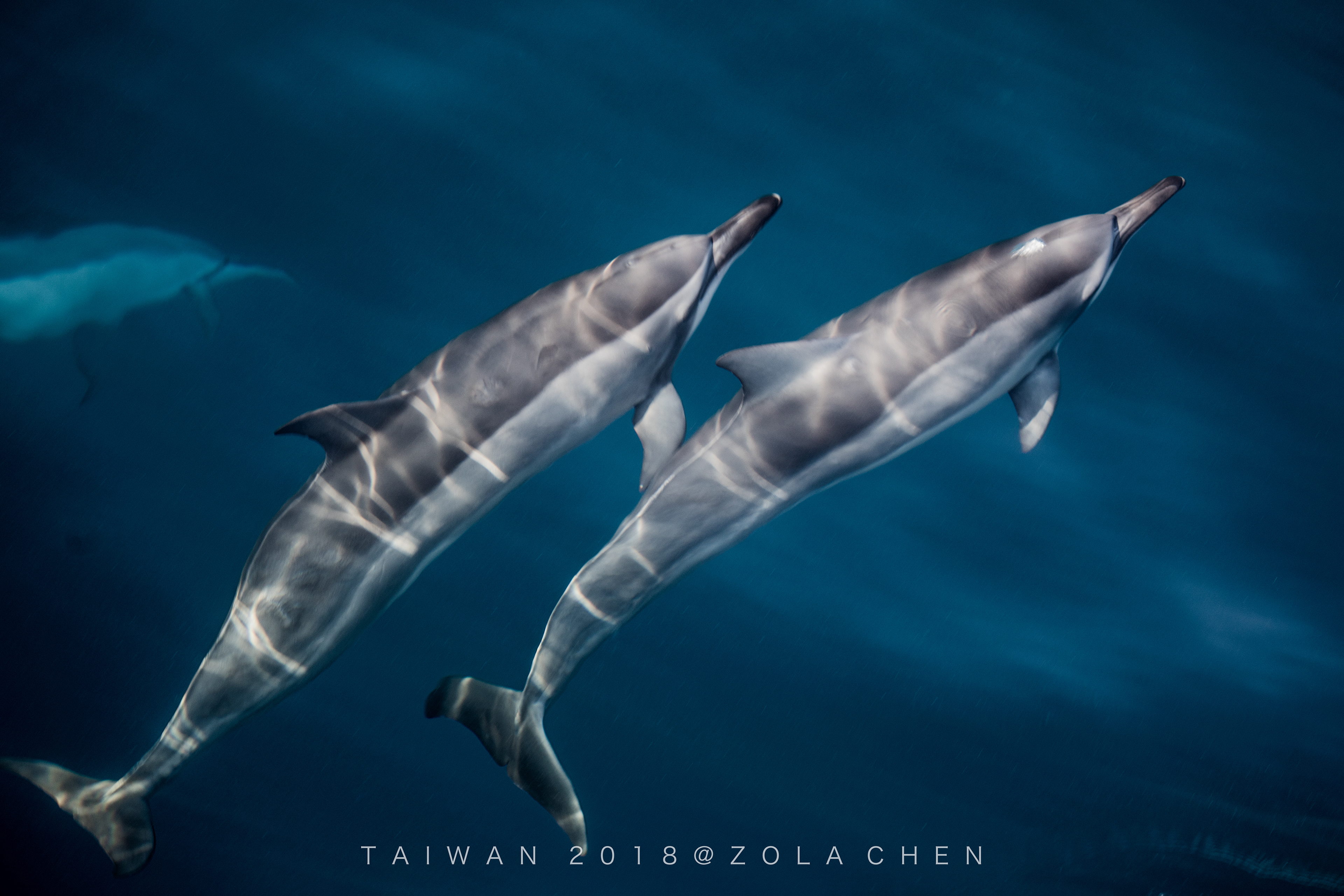 Taiwan Cetacean台灣鯨豚