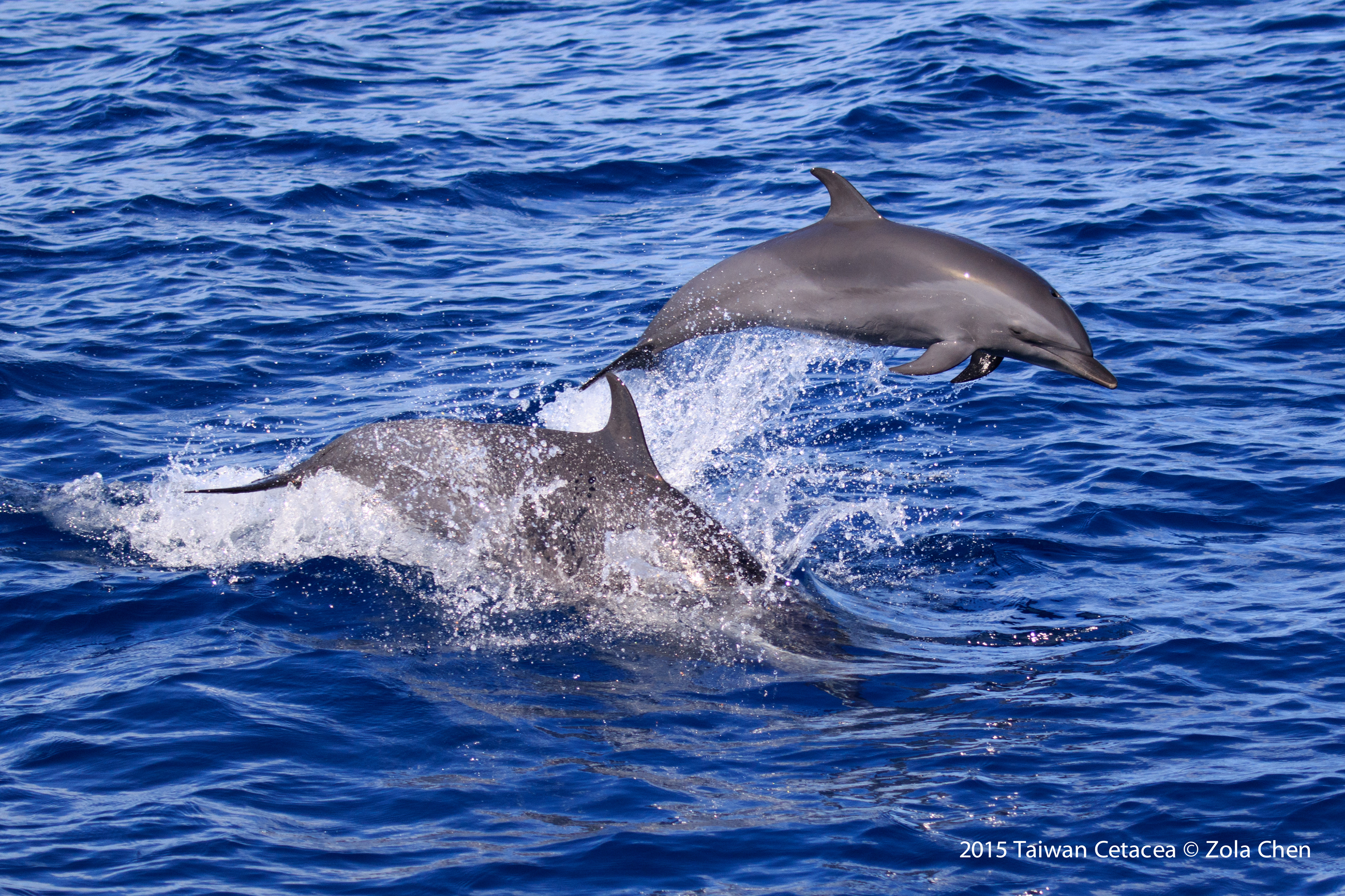 Taiwan Cetacean台灣鯨豚