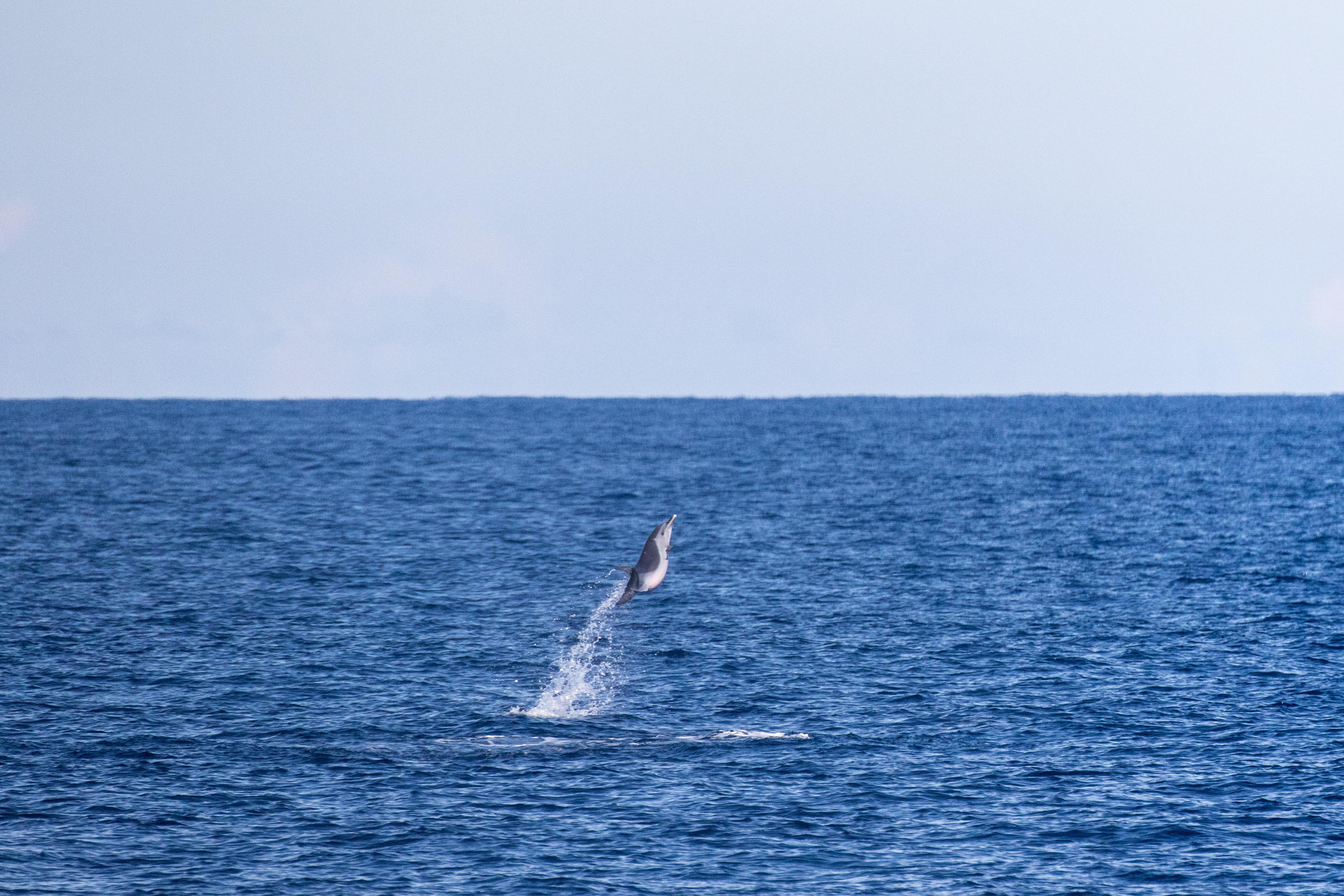 Taiwan Cetacean台灣鯨豚