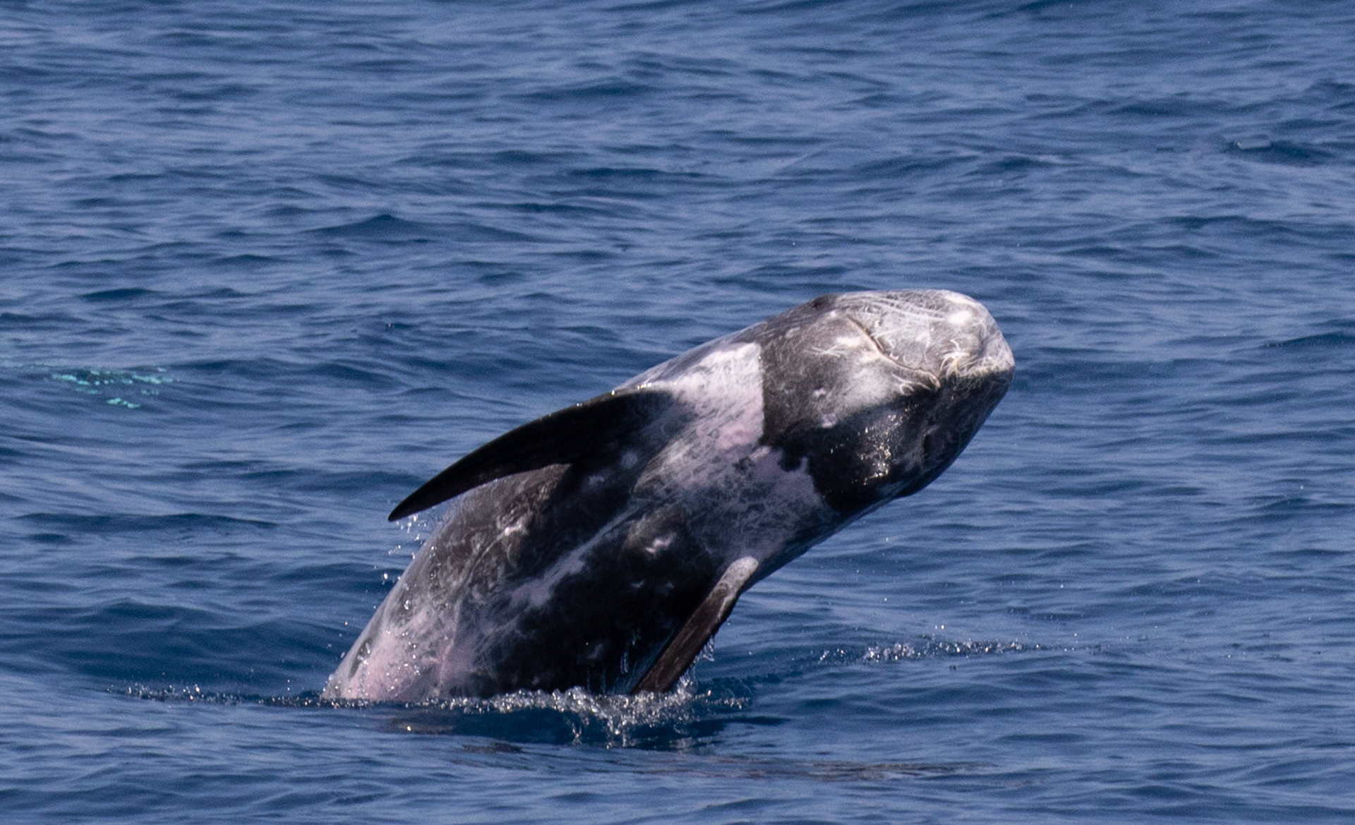 Risso's dolphin 花紋海豚