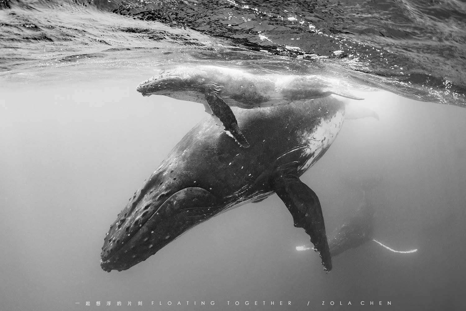 No.16 Humpback Whale Journey