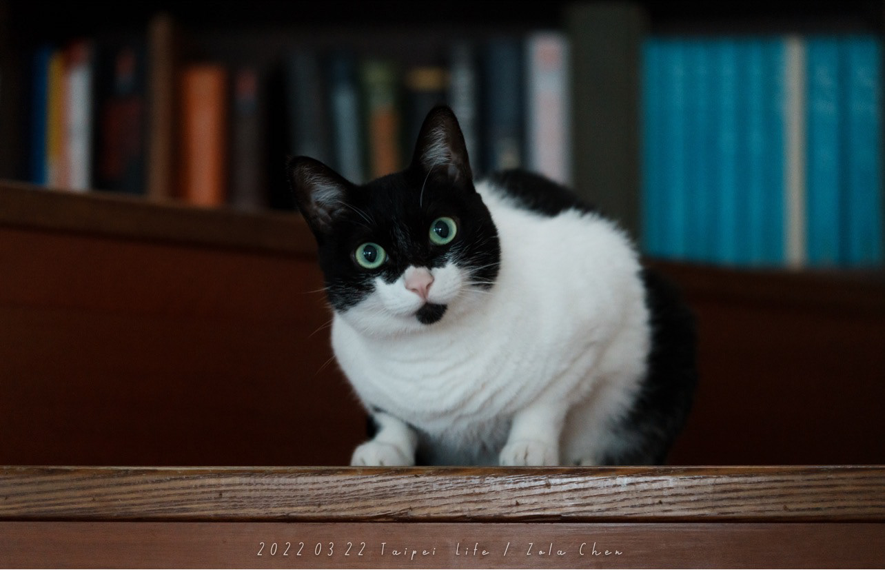 非常怕生的在樓梯看著我