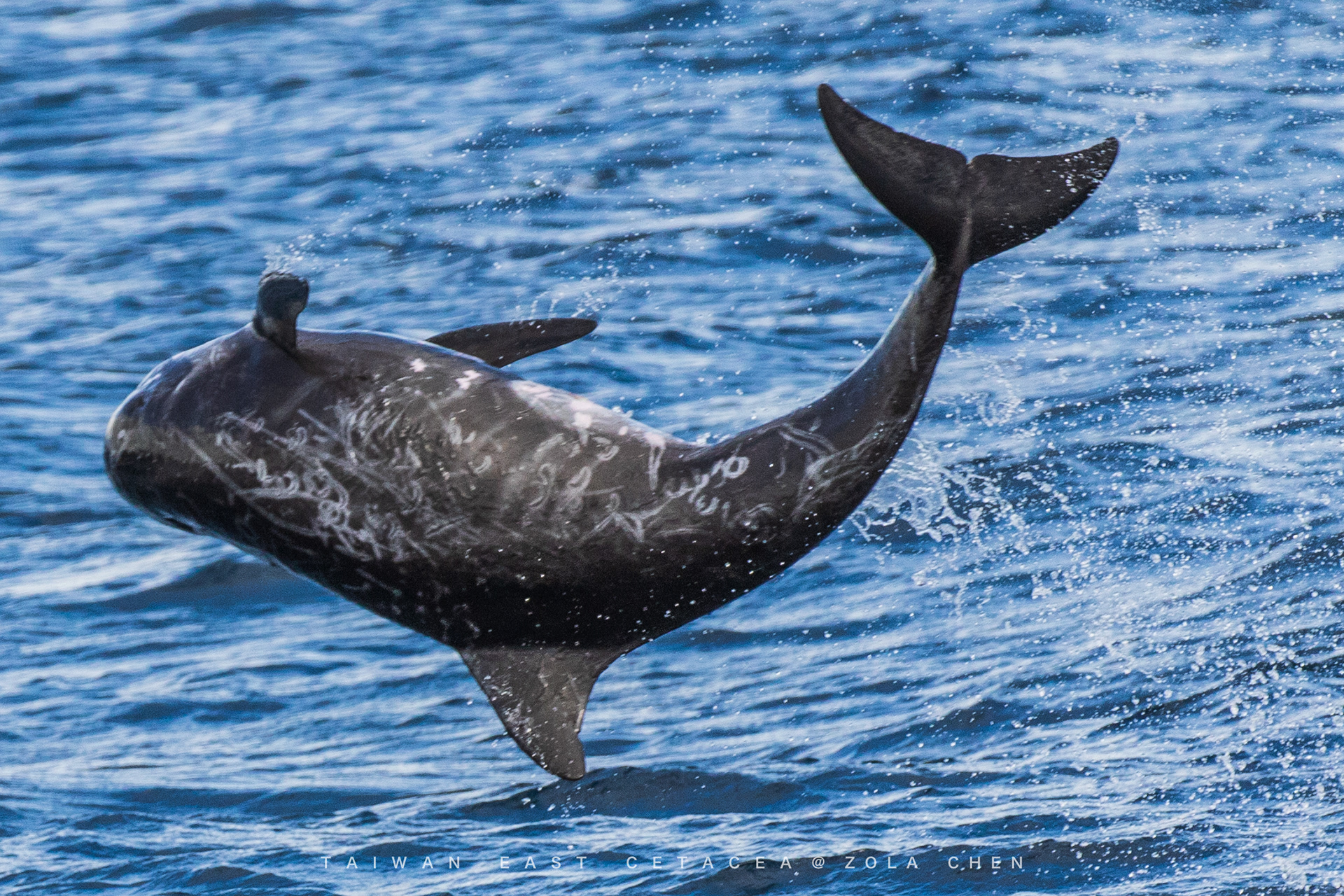 Taiwan Cetacean 台灣花紋鯨豚